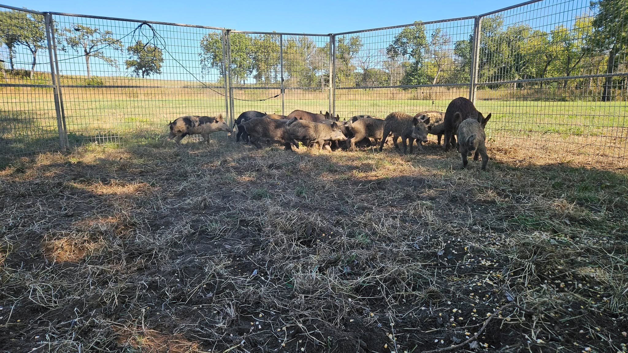Entire feral hog sounder contained inside wire corral trap enclosure on dry pasture with corn scattered on ground