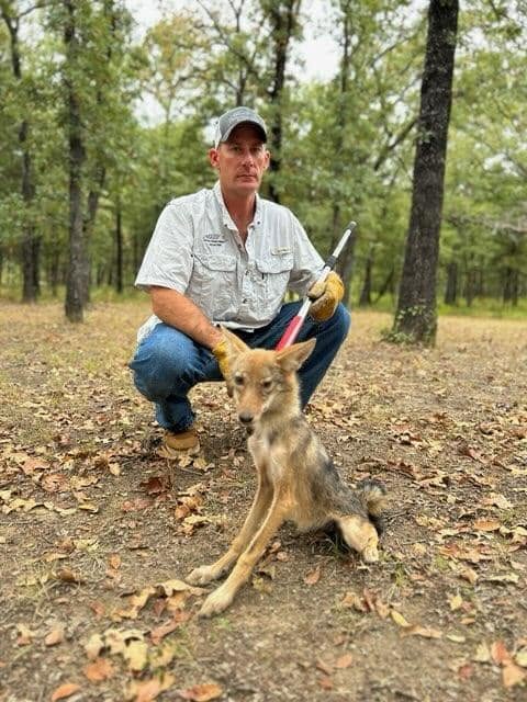 Lone Star Wildlife Solutions technician kneeling in forest with captured coyote on leash showing tan and gray fur with pointed ears