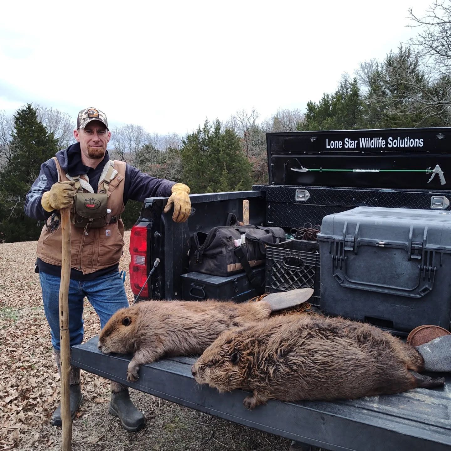 Lone Star Wildlife Solutions owner in branded company cap standing next to pickup truck with two large captured beavers laid out on tailgate