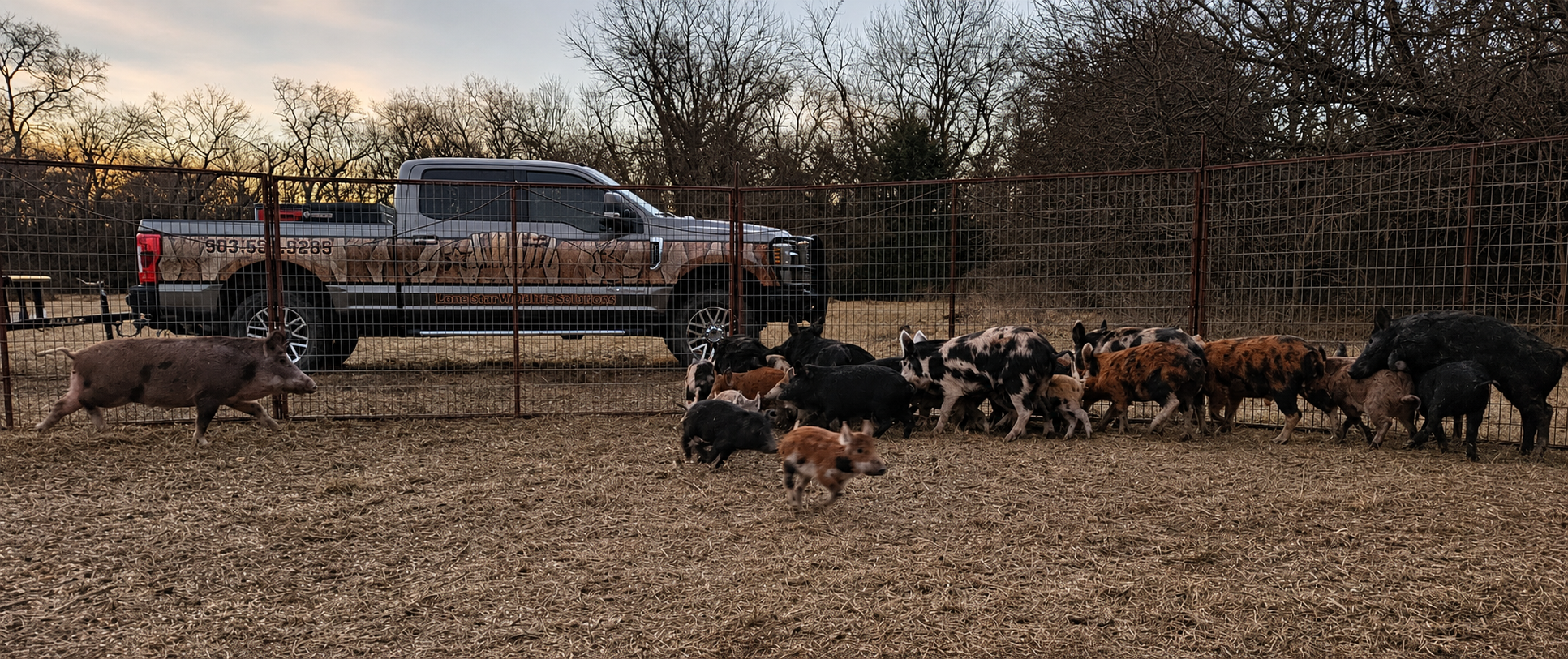 Lone Star Wildlife Solutions service truck and trapped wild boar sounder