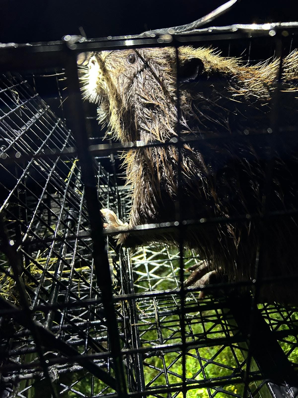 Close-up side profile of live captured beaver inside black wire cage trap showing wet matted brown fur prominent orange incisor teeth and small rounded ears