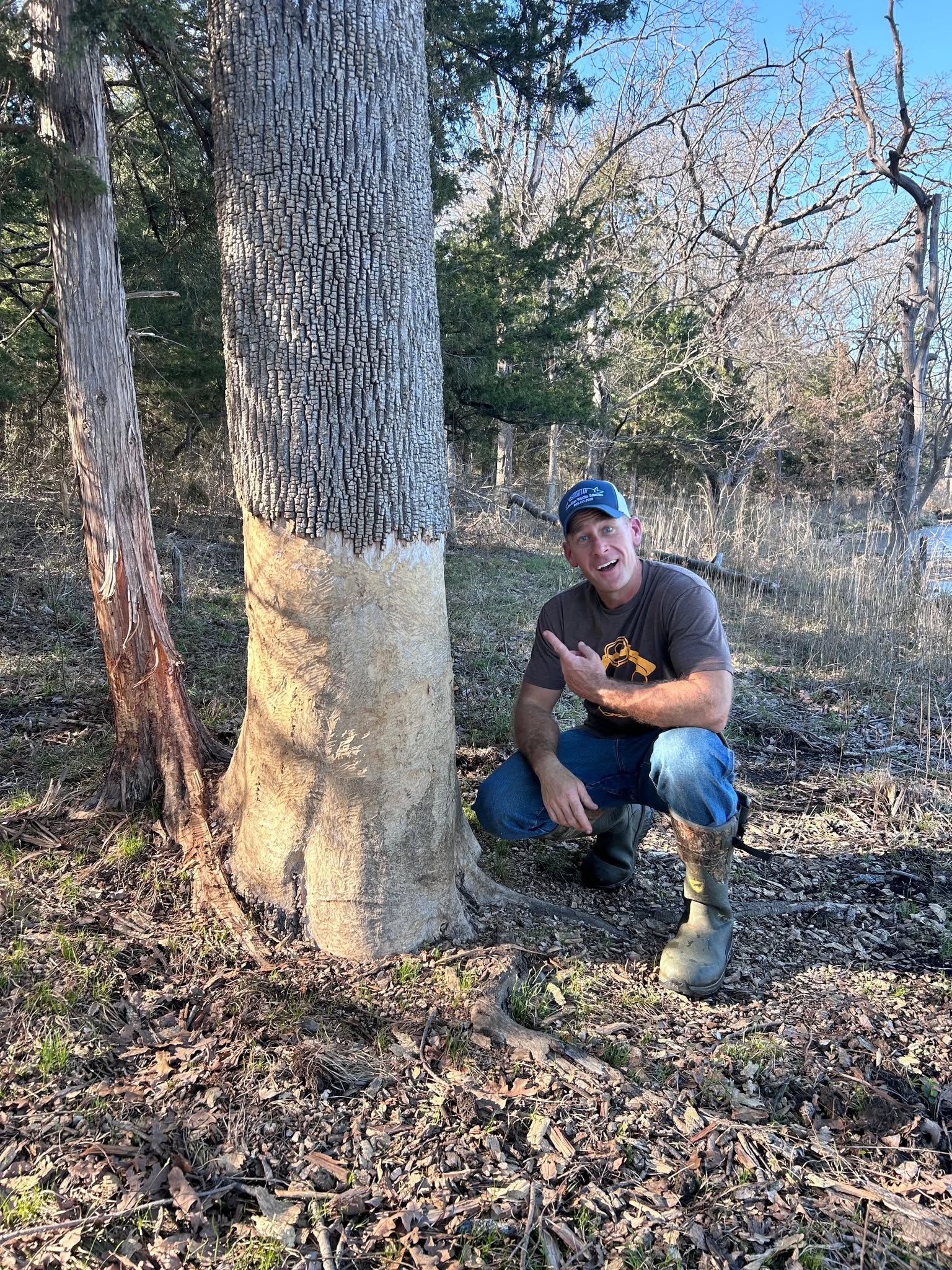 Lone Star Wildlife Solutions technician in branded cap and work boots kneeling next to large tree trunk showing extensive beaver gnawing damage with bark stripped and wood chewed away around base