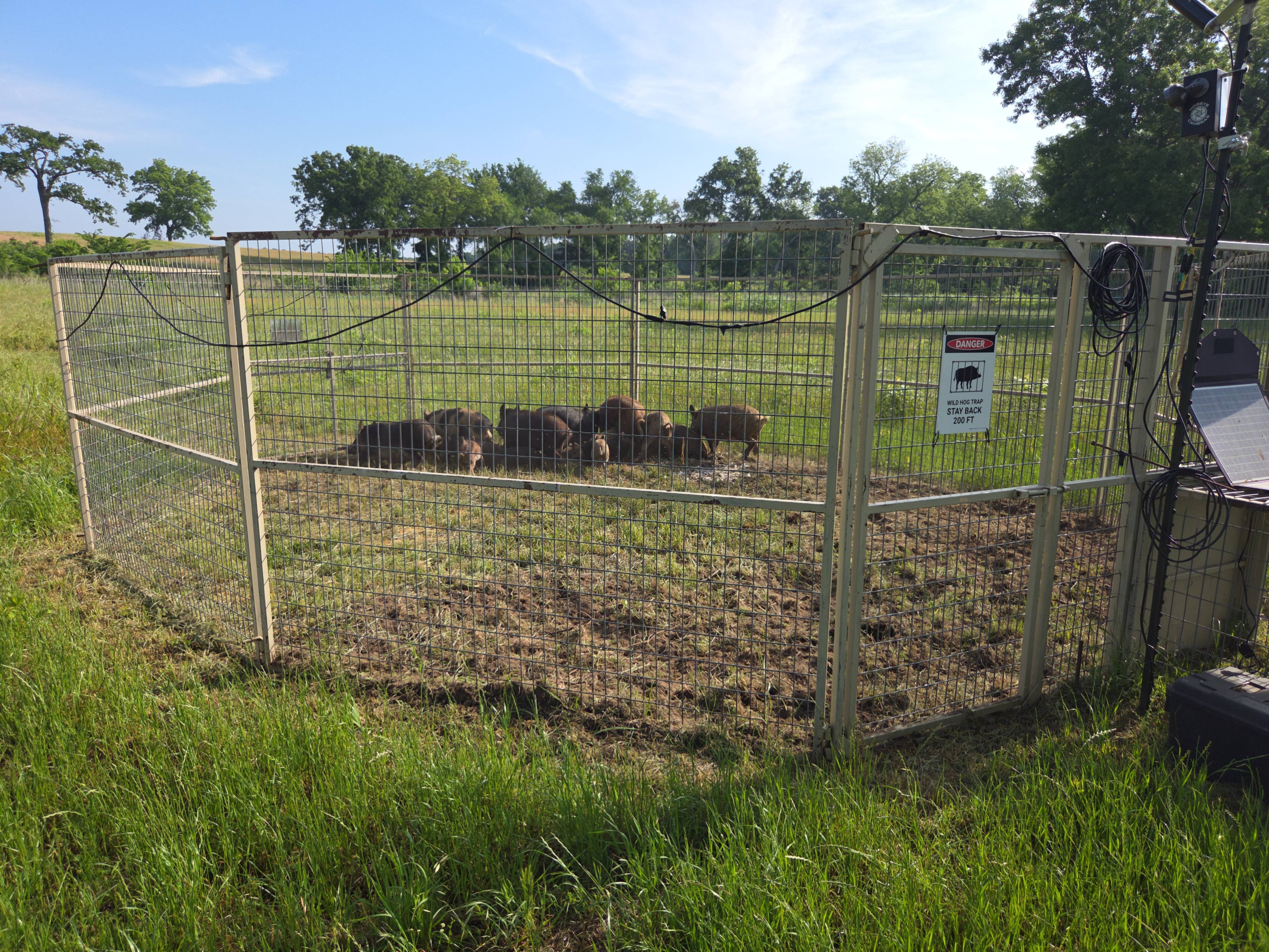 Wild boar trap corral on Texas ranch by Lone Star Wildlife Solutions