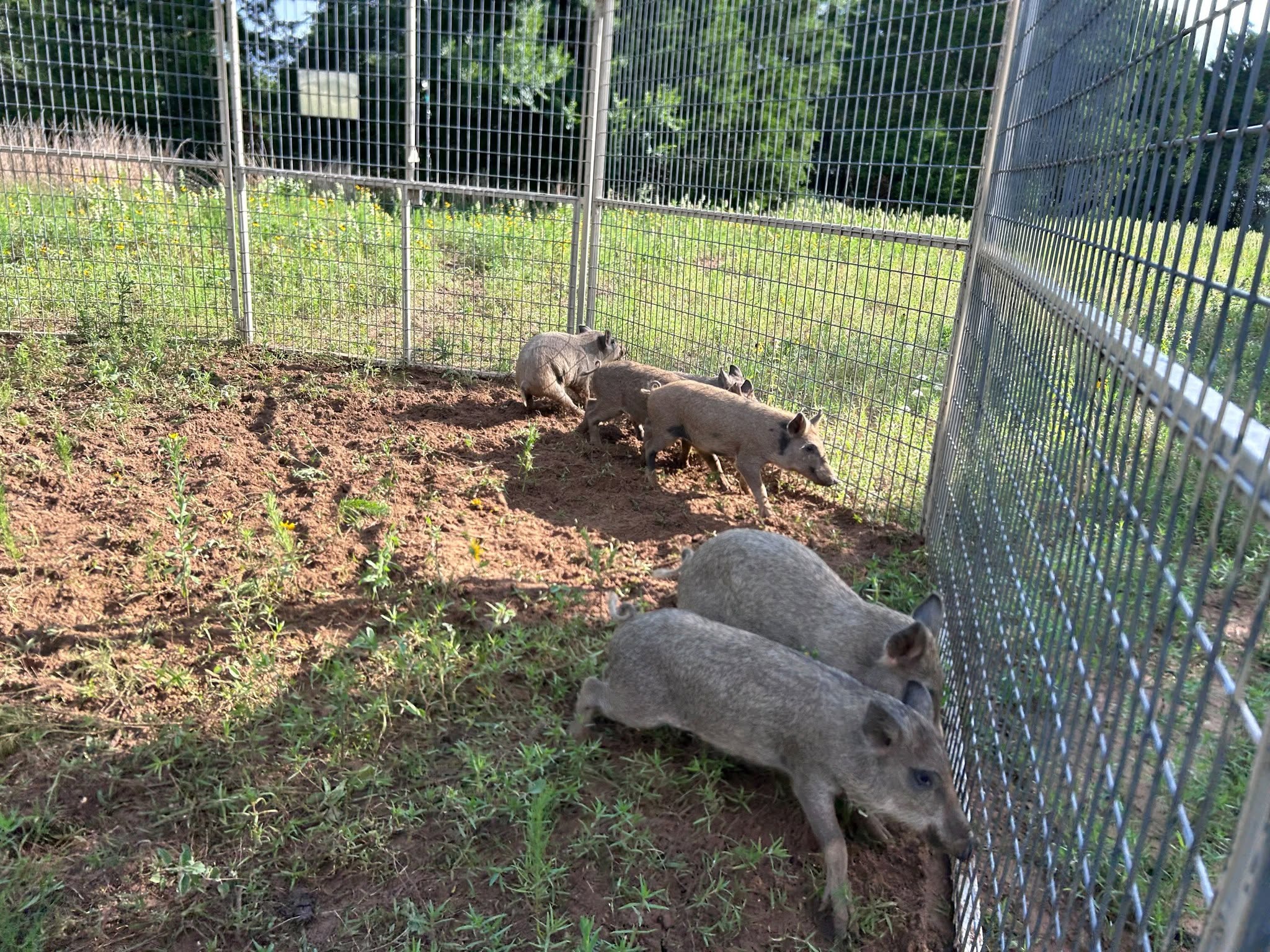 Young feral hogs contained inside wire corral trap enclosure on grassy field with yellow wildflowers