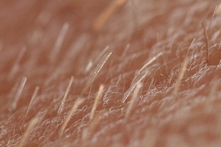 Close-up macro of fine vellus hair (peach fuzz) on skin surface