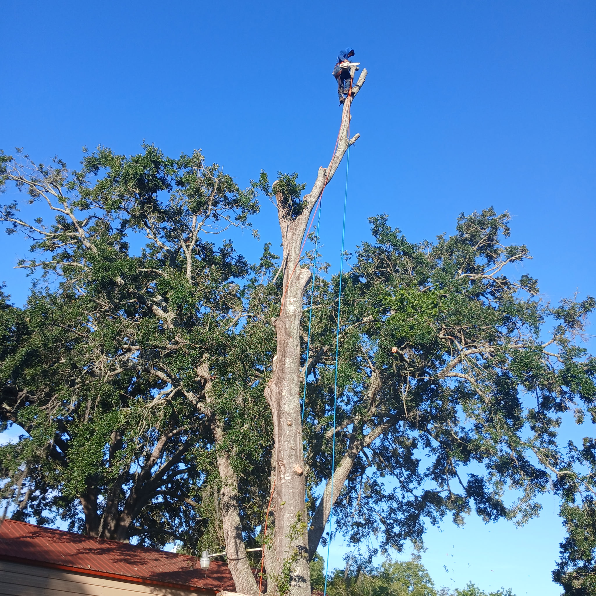 Tree trimming — Holiday, FL