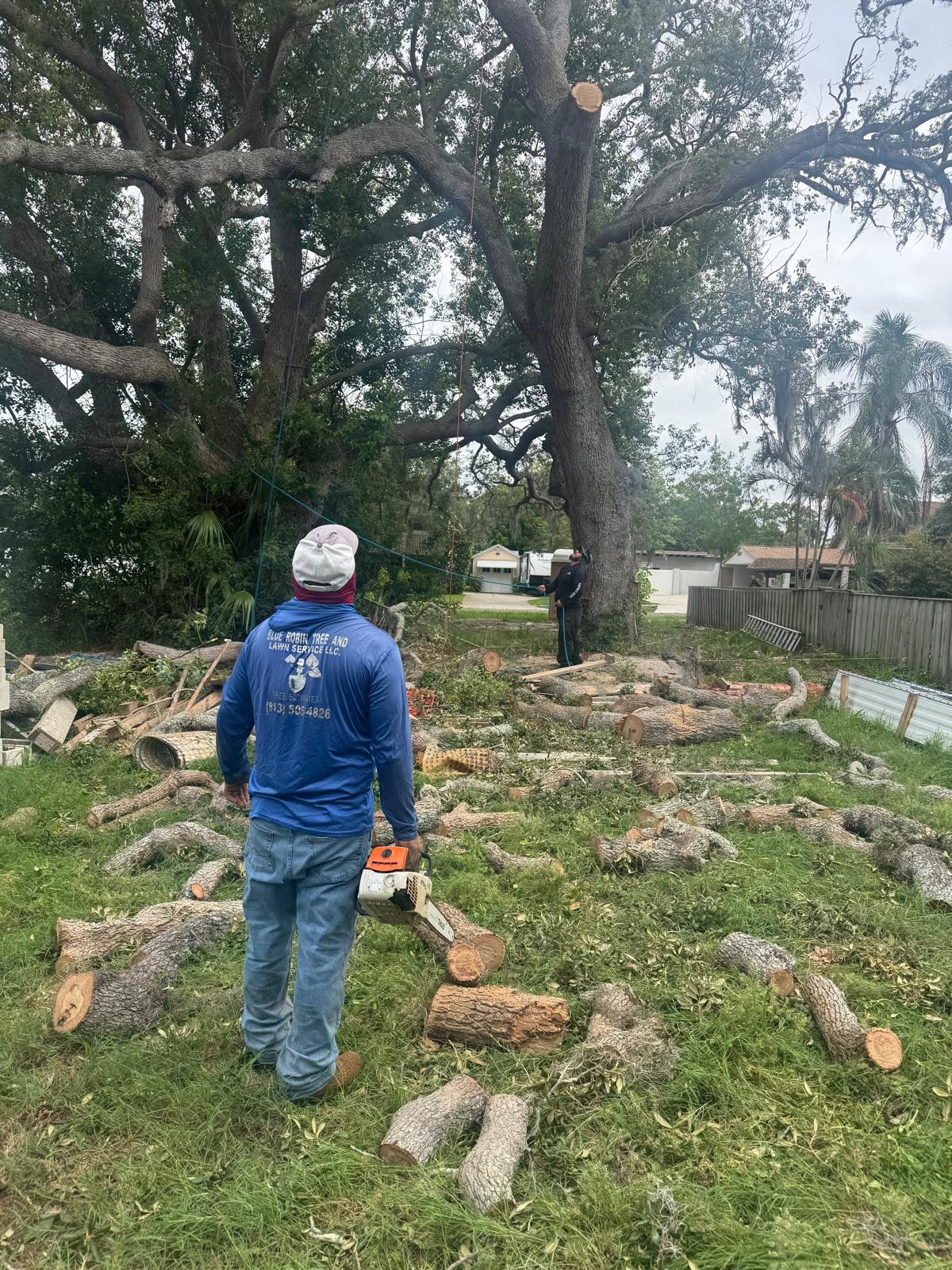 Tree Trimming — Blue Robin Tree & Lawn Service