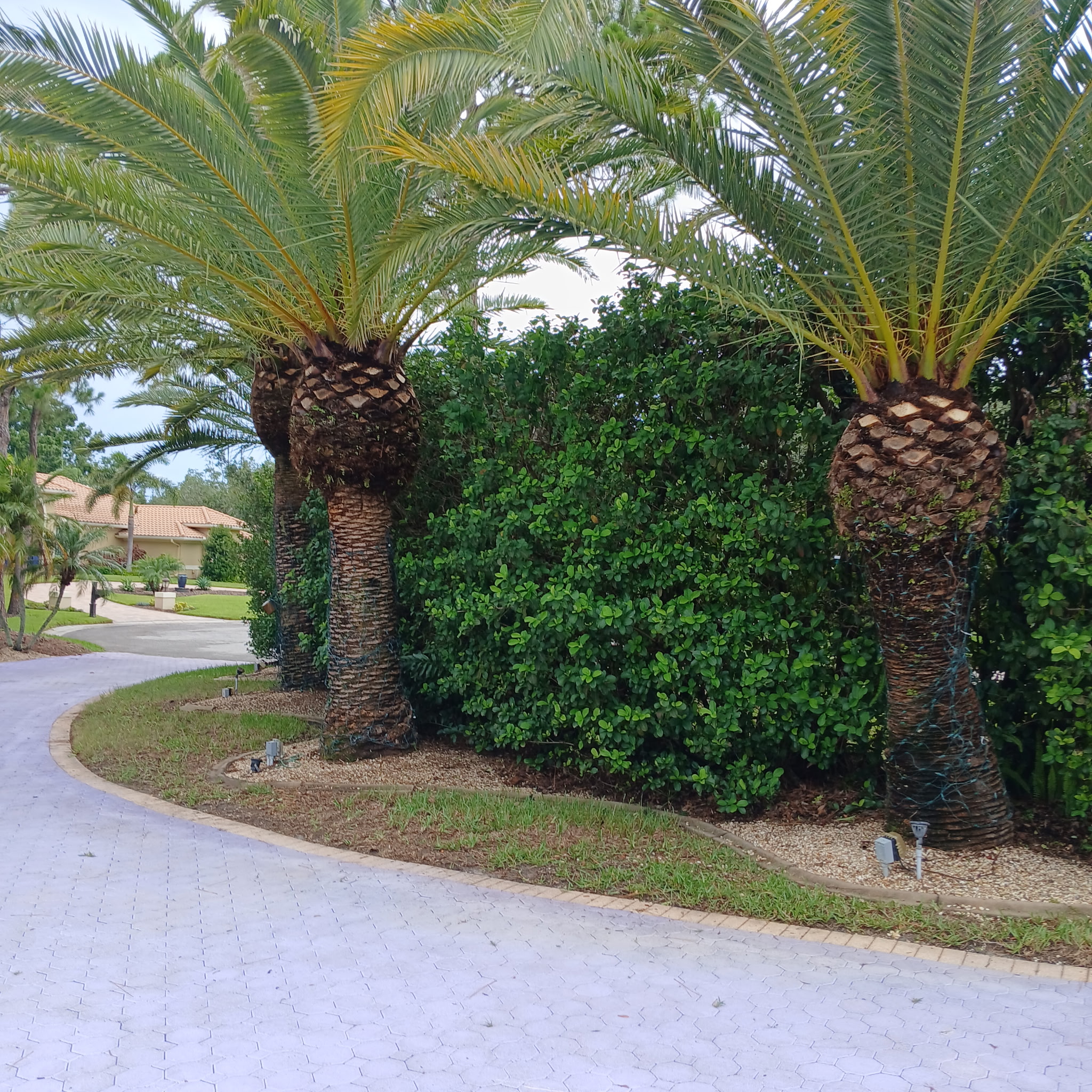 Palm & hedge installation — Palm Harbor