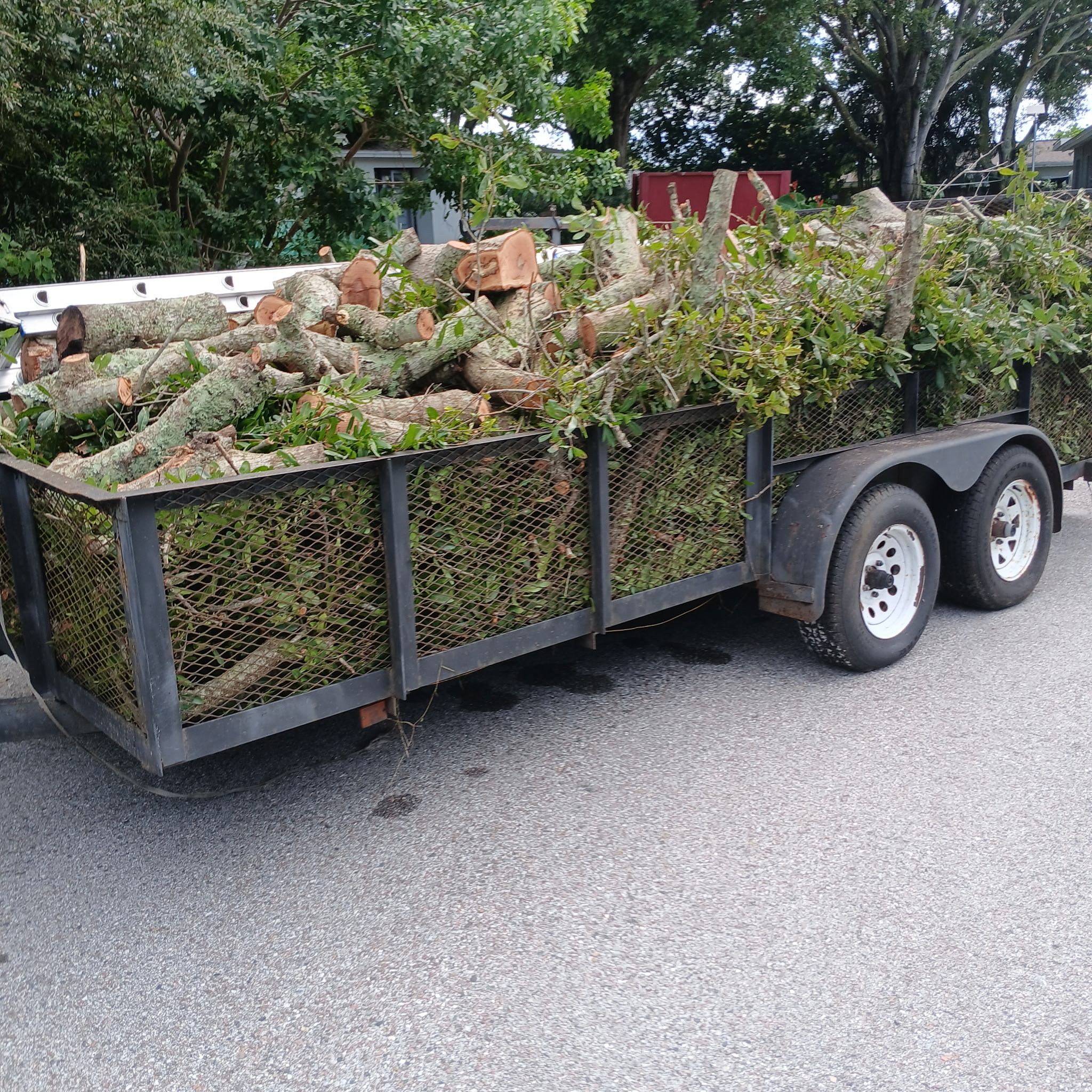 Tree removal & cleanup — New Port Richey