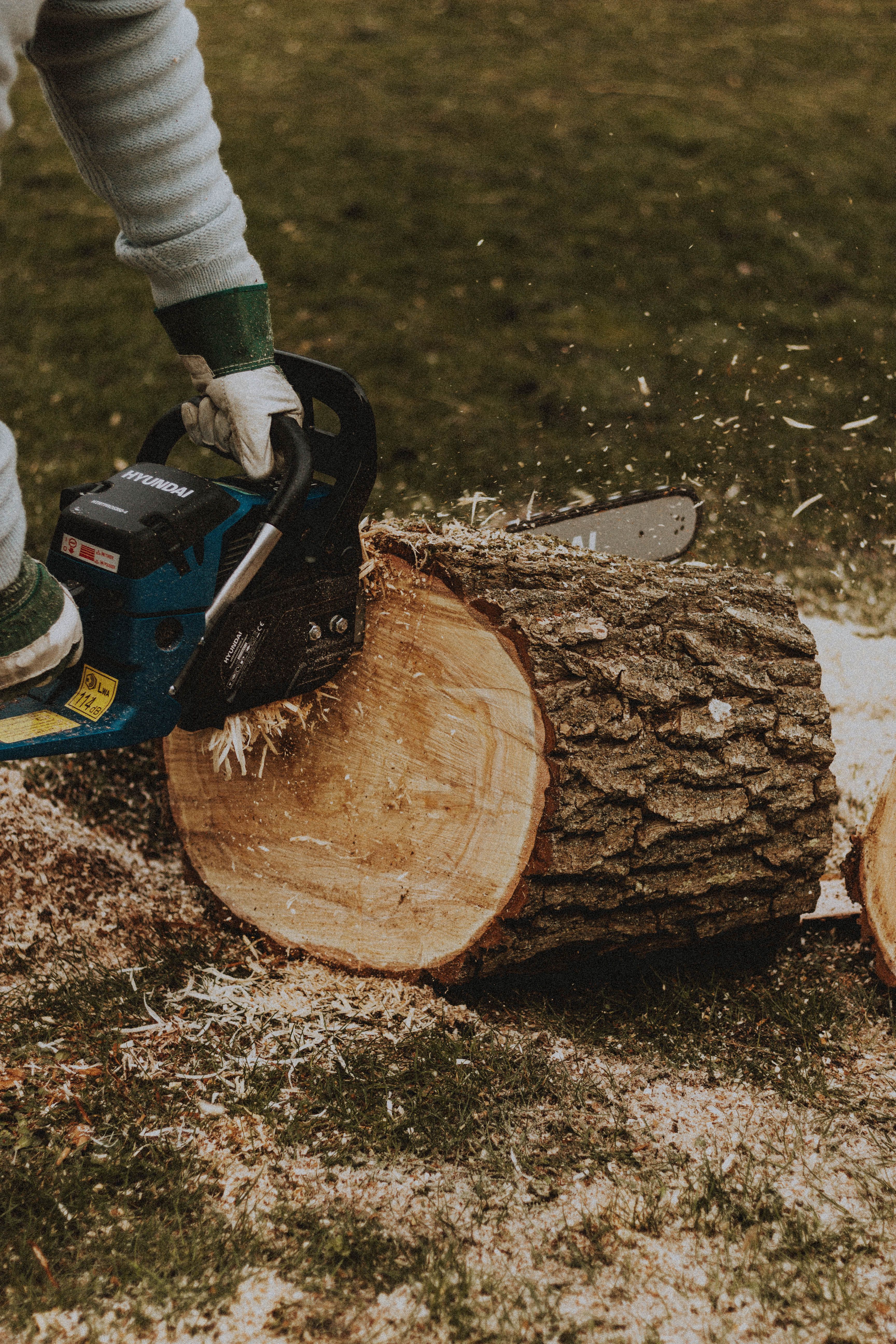 Stump Grinding vs. Stump Removal: Reclaiming Garden Space in North London
