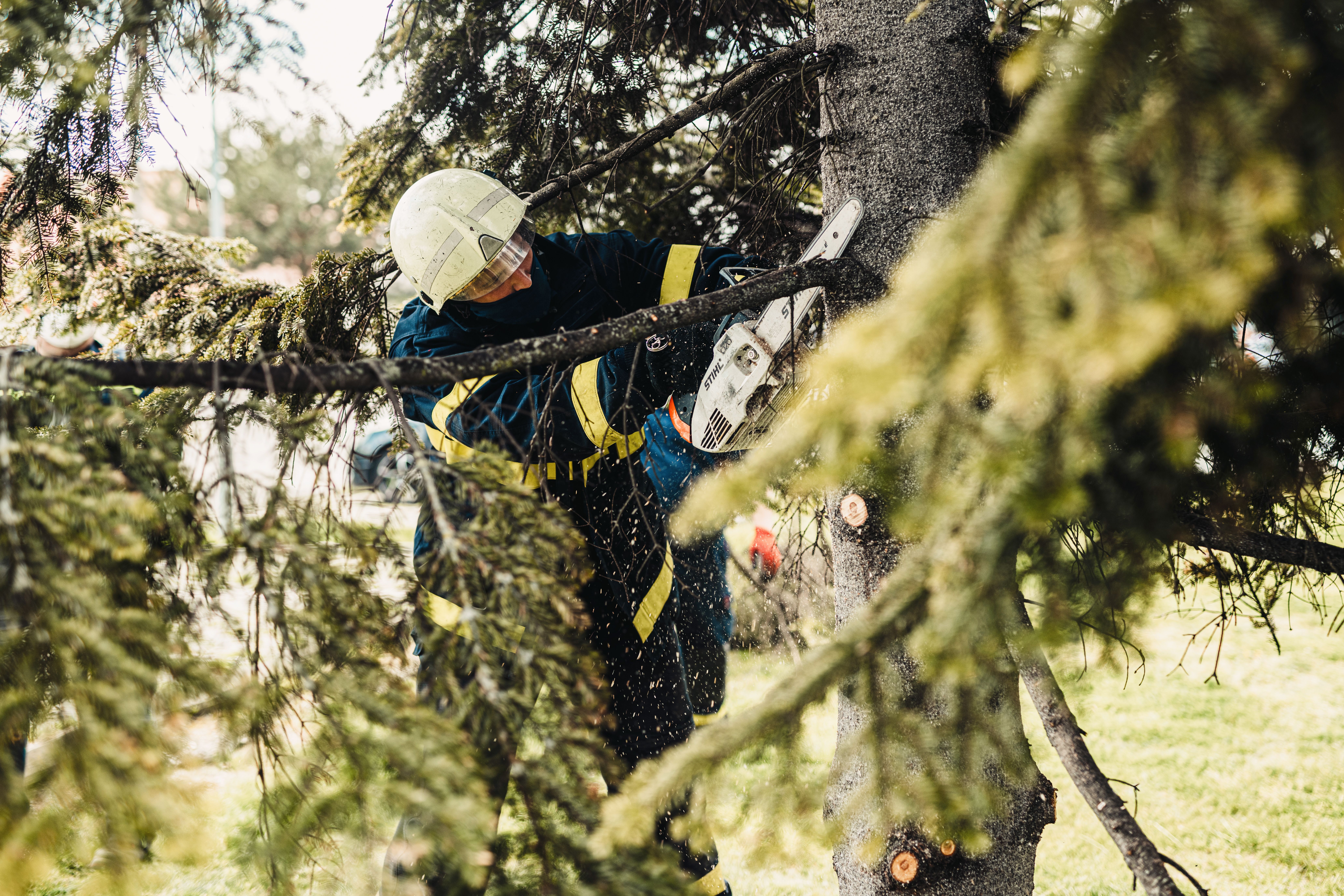 Dead Wooding - Professional Service by North London Trees