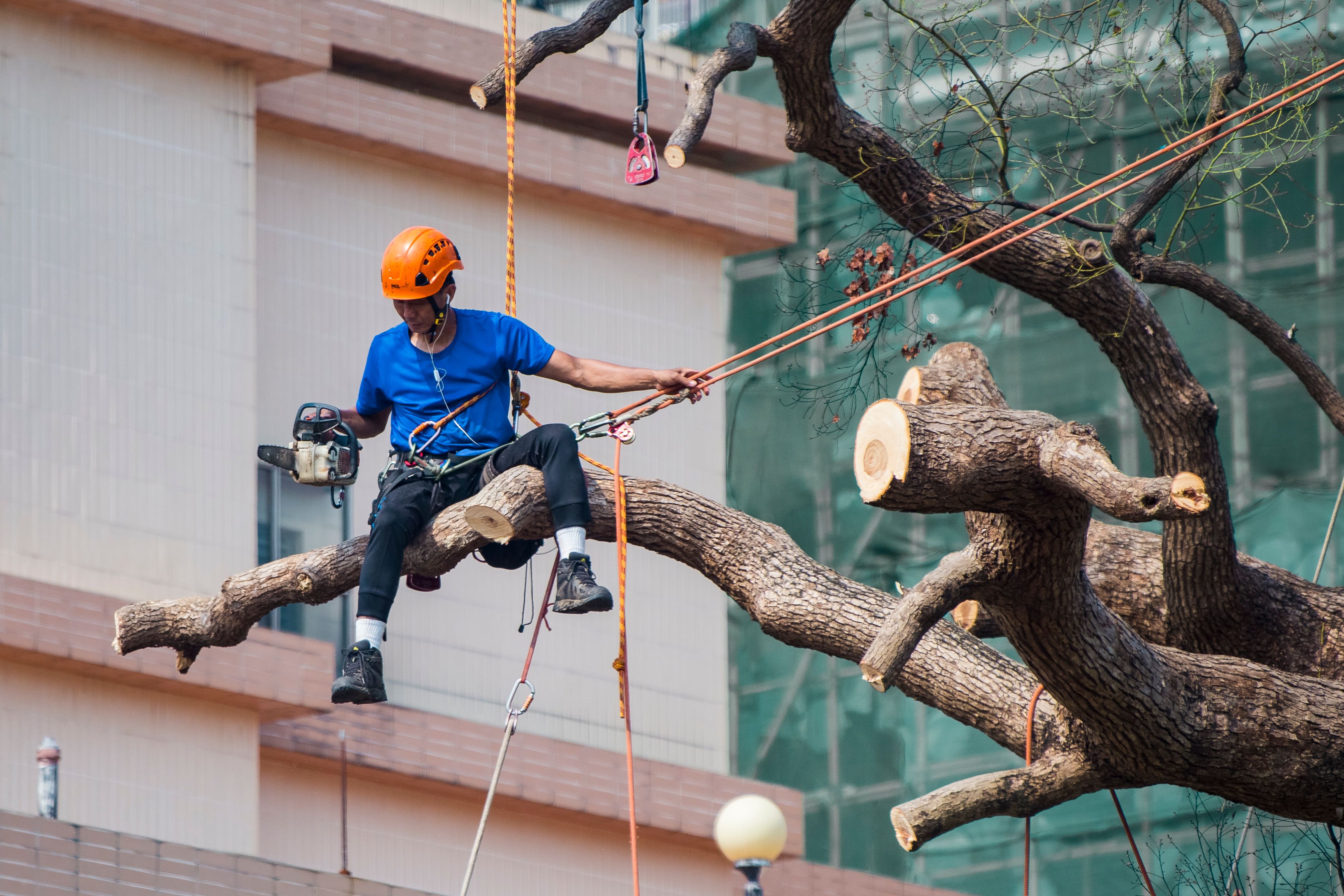 Tree Preservation Orders (TPOs) & Conservation Areas in North London: Complete Legal Guide