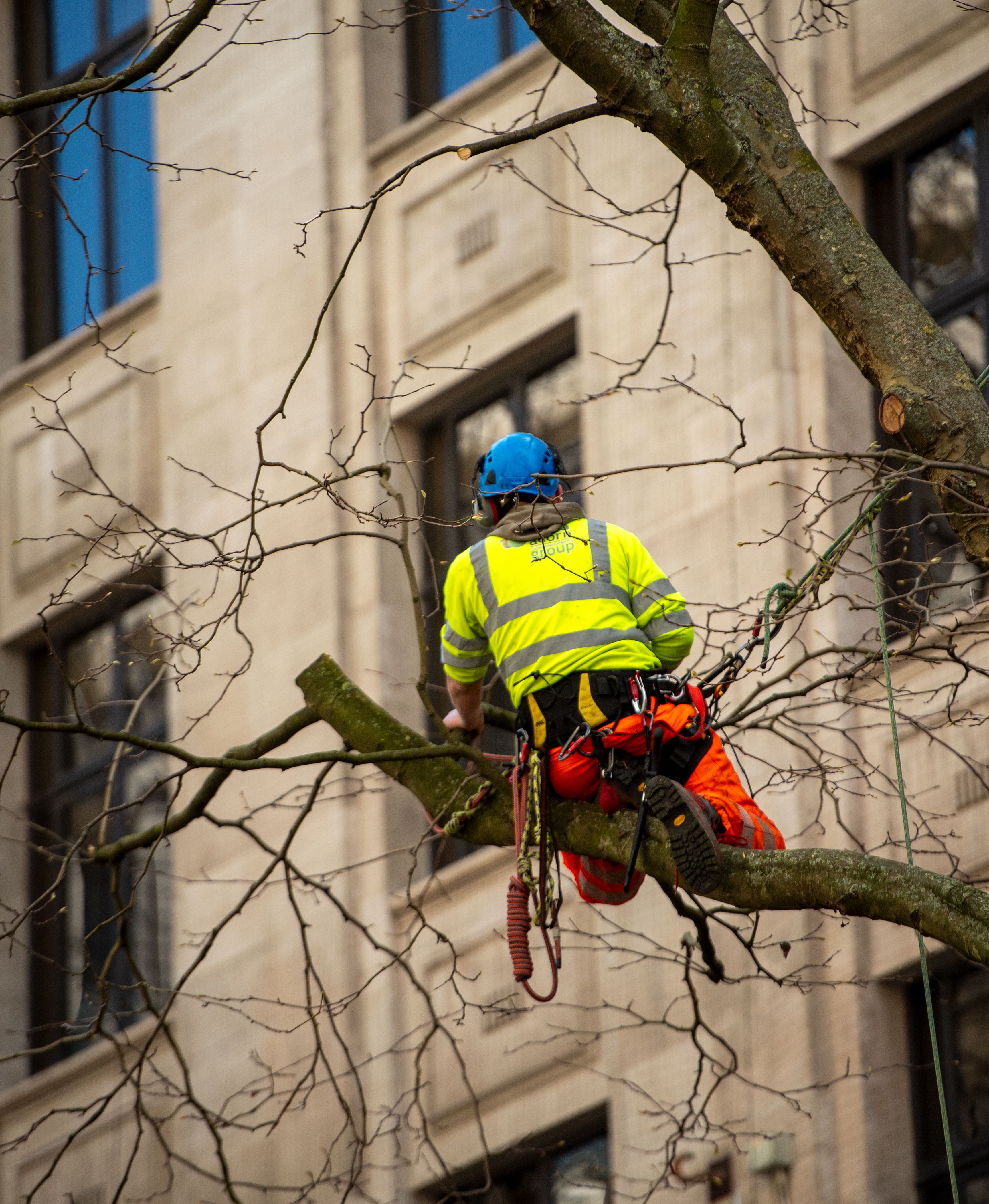 Pollarding - Professional Service by North London Trees