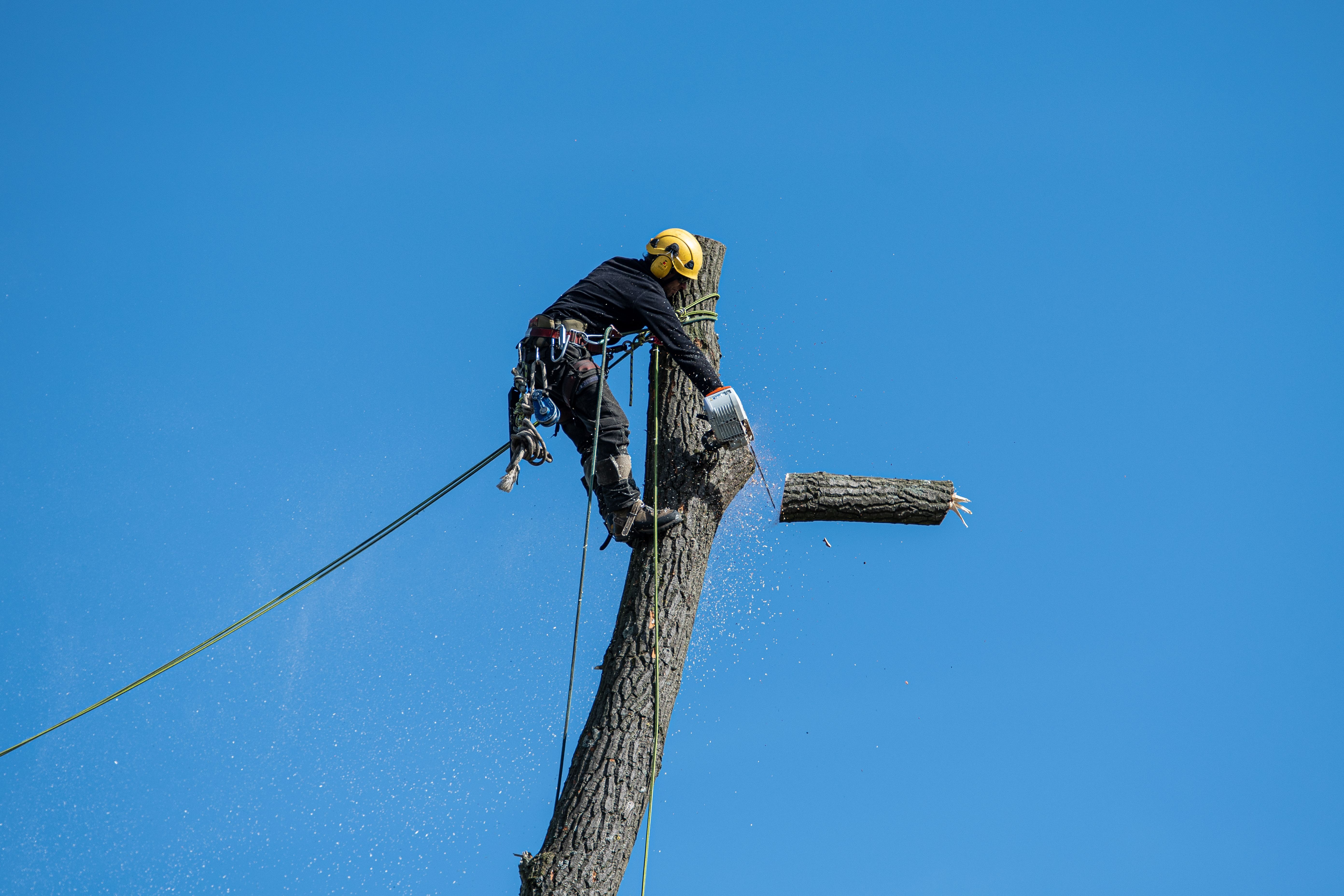 Crown Reduction vs. Crown Thinning vs. Pollarding: Which Does Your Tree Need?
