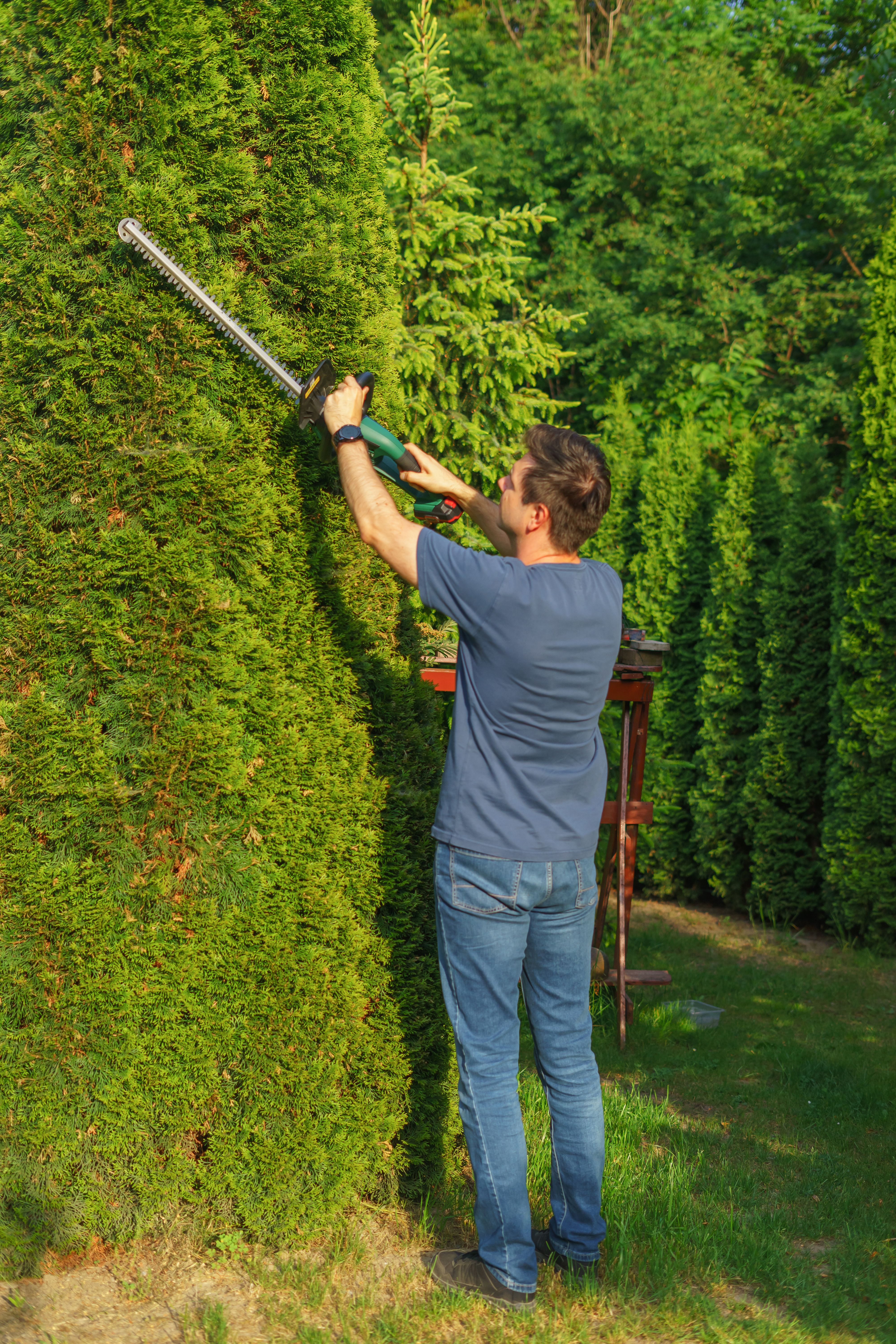 Hedge Trimming - Professional Service by North London Trees