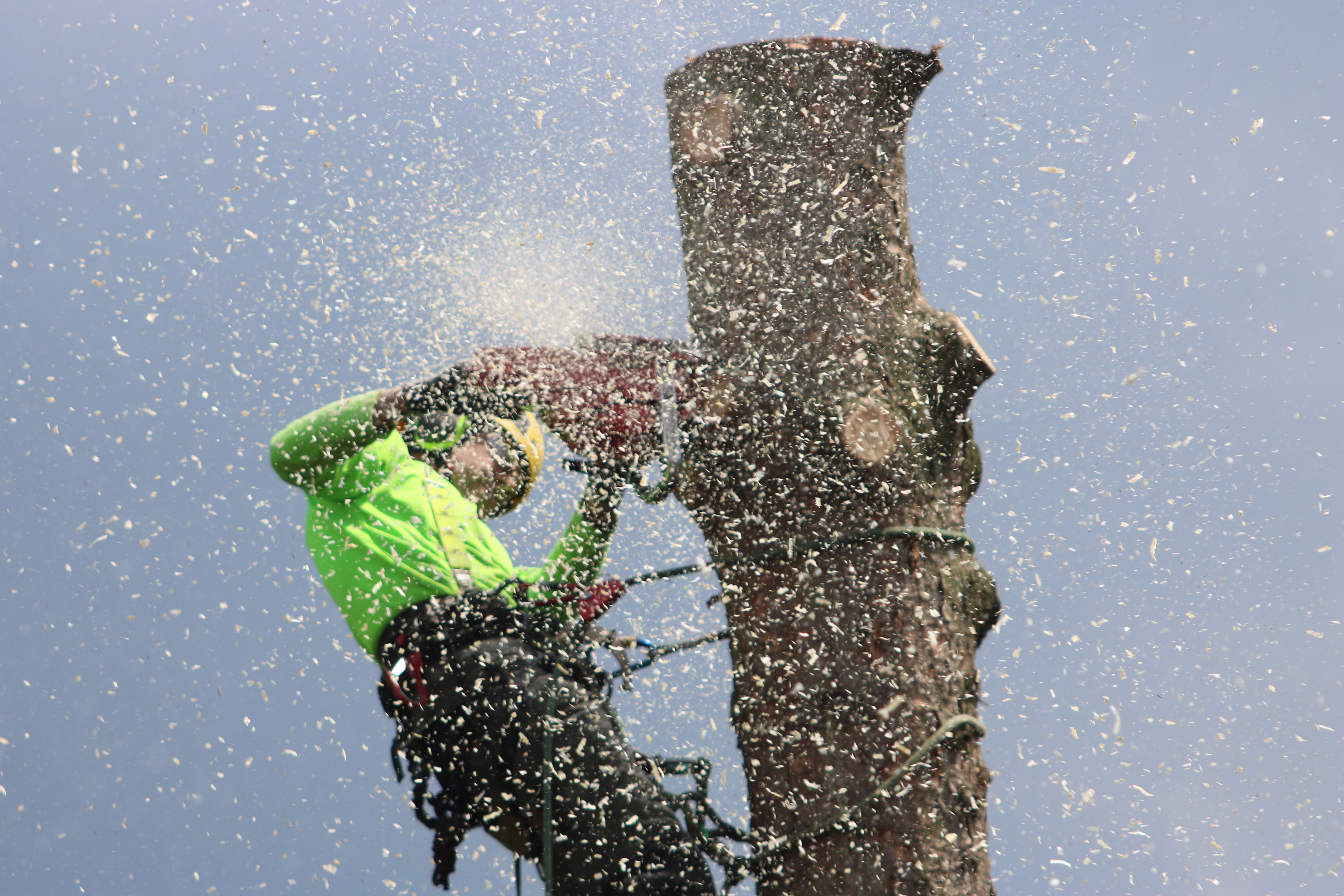 Felling & Dismantling - Professional Service by North London Trees
