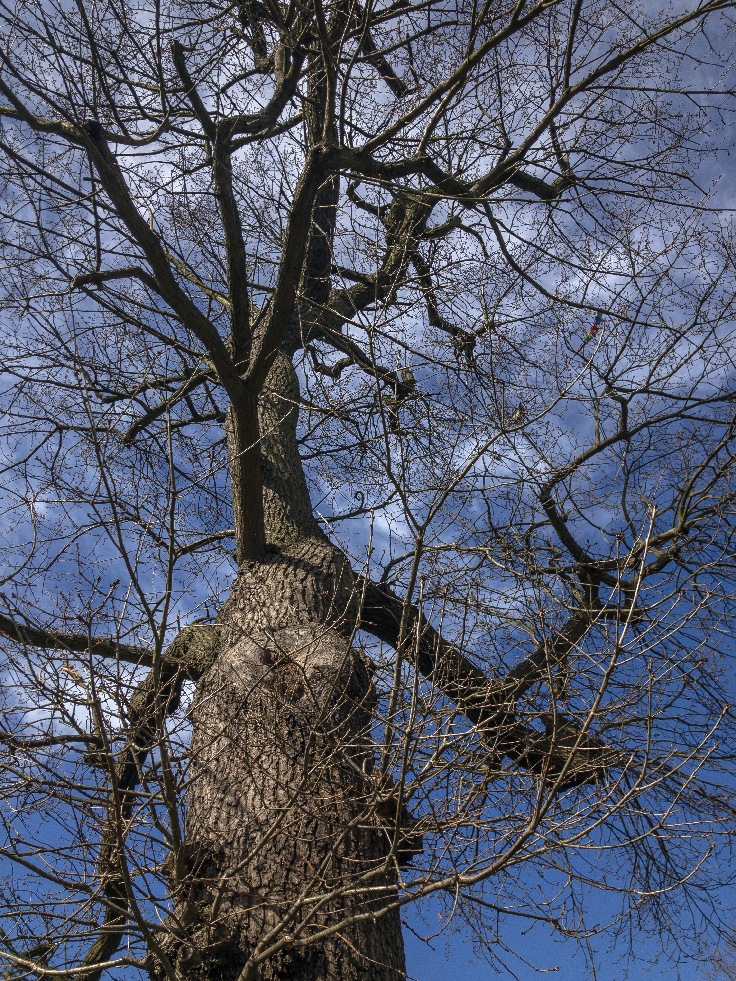 Identifying Common Tree Pests & Diseases in North London: Oak Processionary Moth, Ash Dieback & Decay