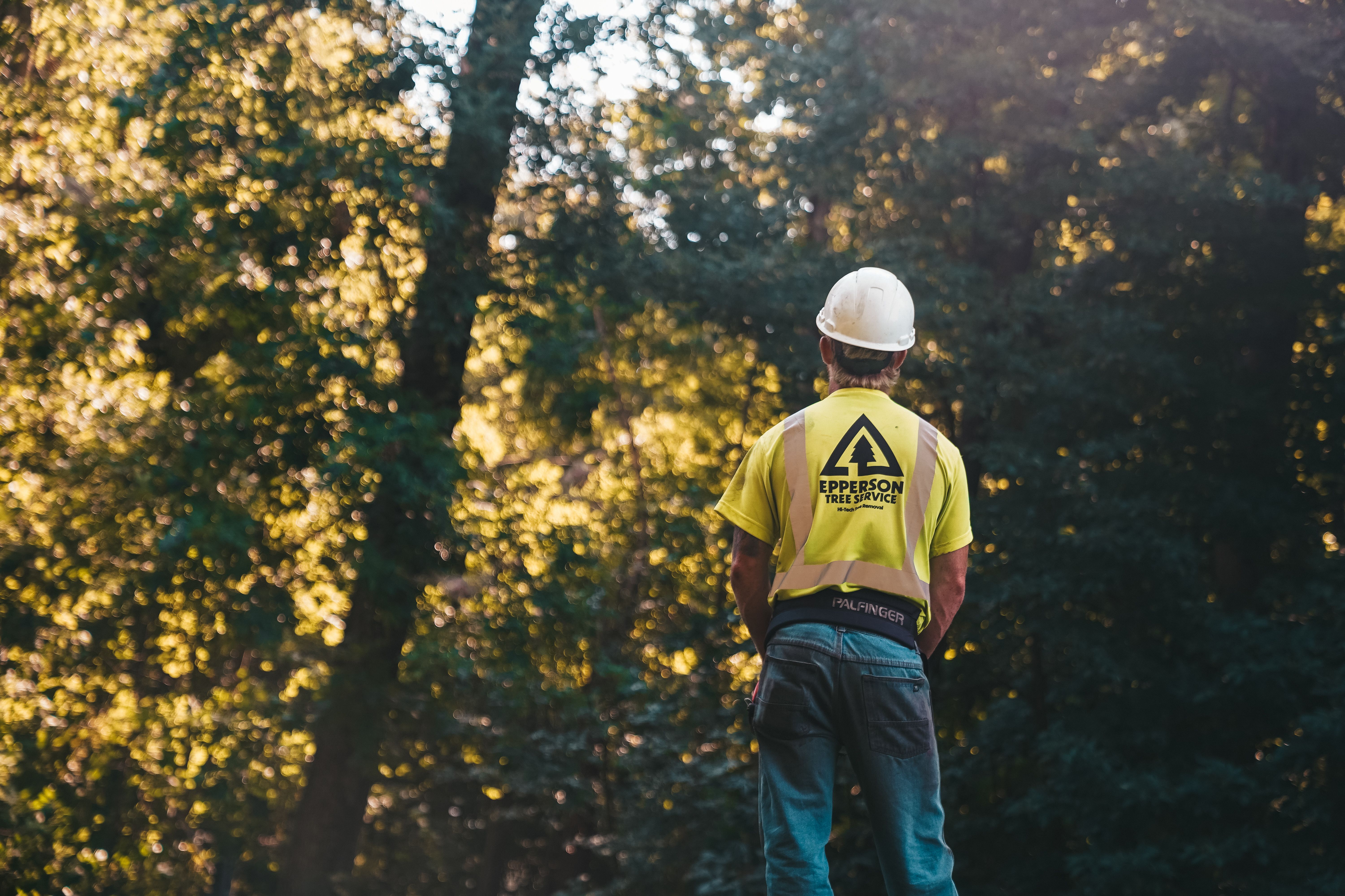 Hazard Reports - Professional Service by North London Trees