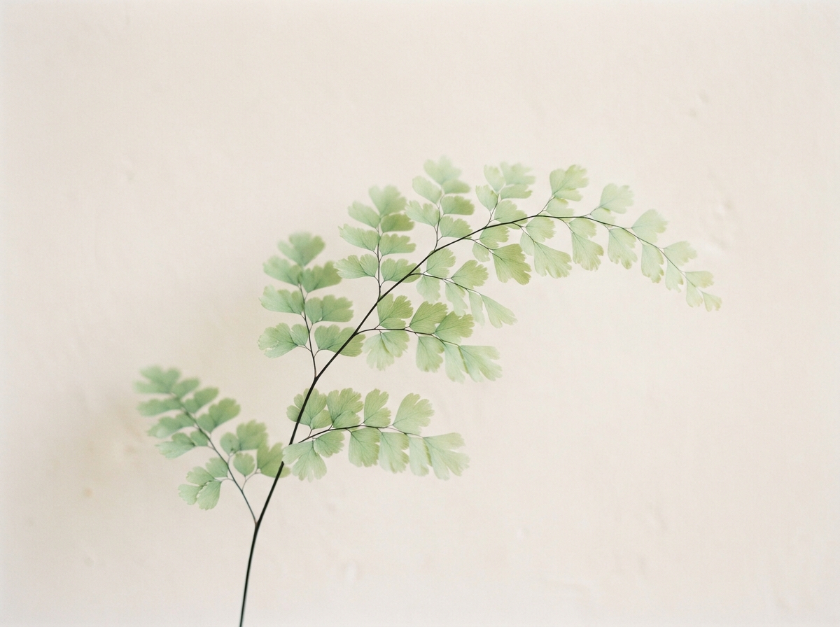 Soft green fern leaves against a pale cream background