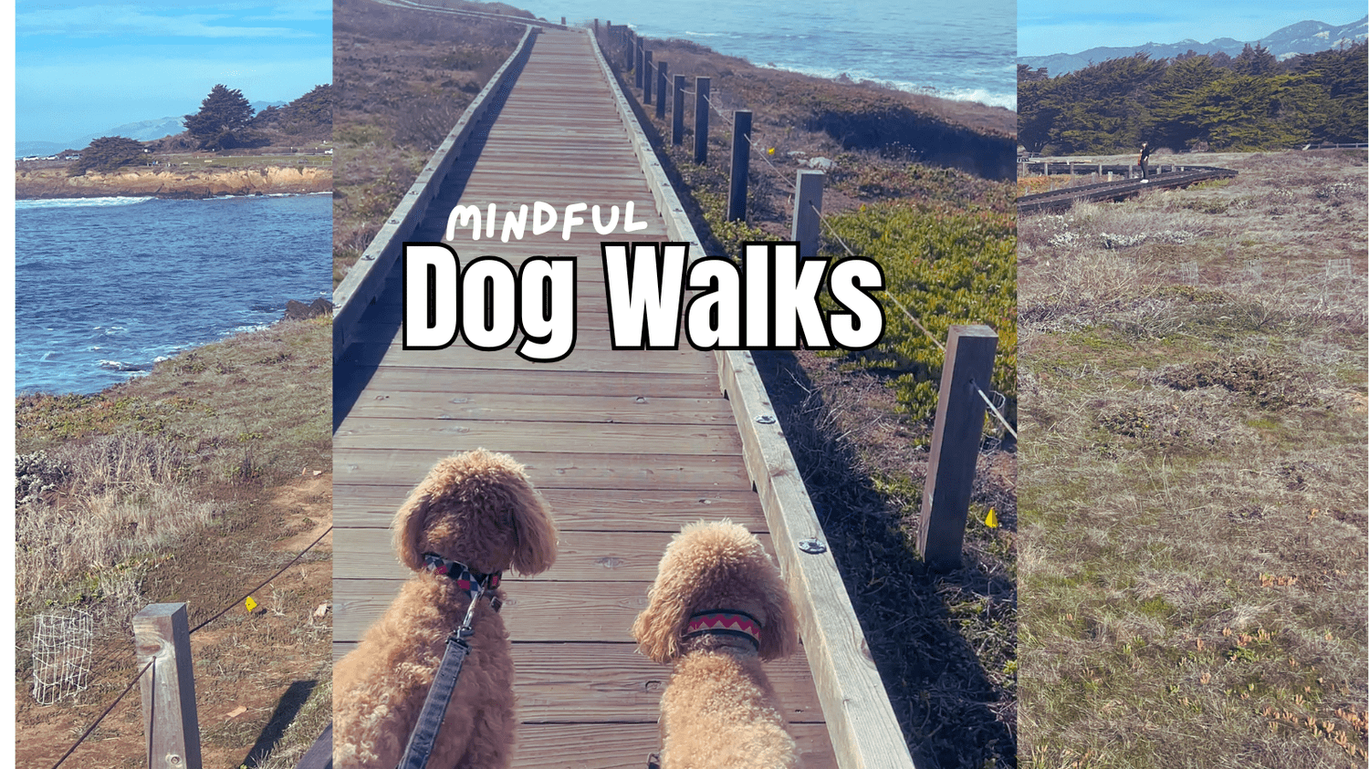 How a Mindful Walking Script Can Transform Dog Walks