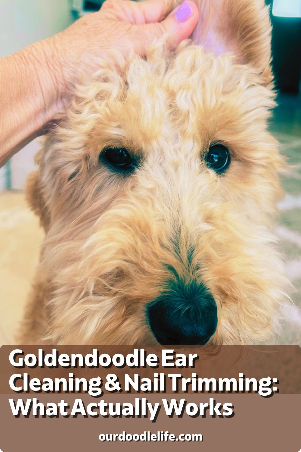 Goldendoodle Ear Cleaning & Nail Trimming