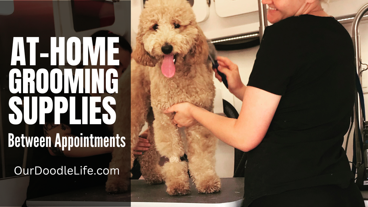Cost Saving Dog Grooming Tips For Goldendoodles