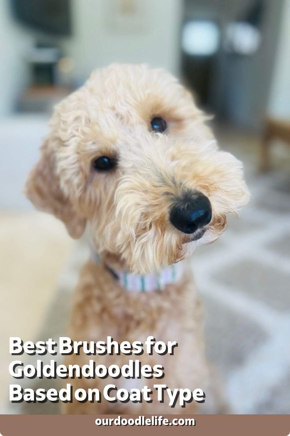 The Curly Coat Brush Guide