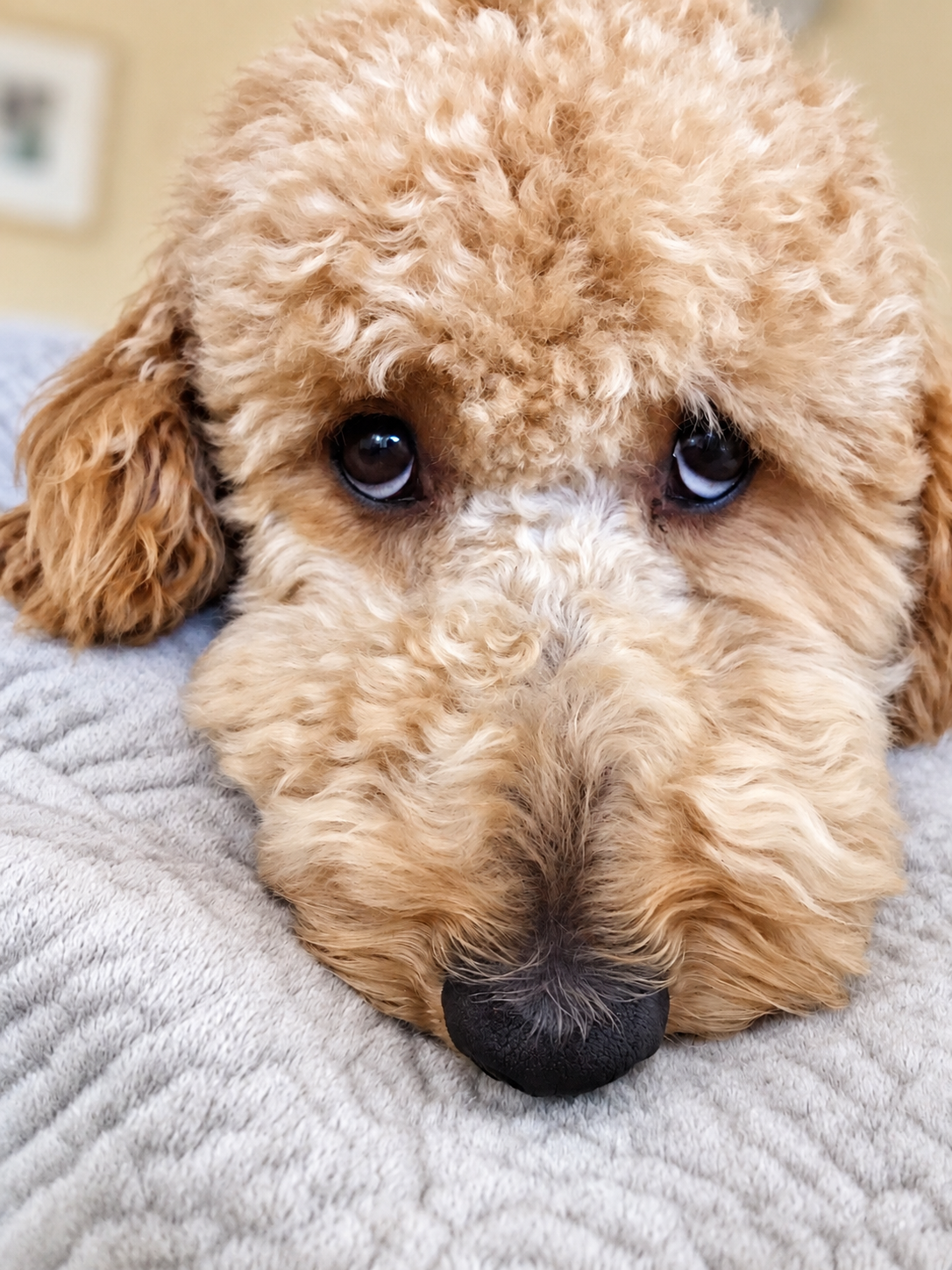 Dog Boredom Cures: How to Relieve a Bored Doggy