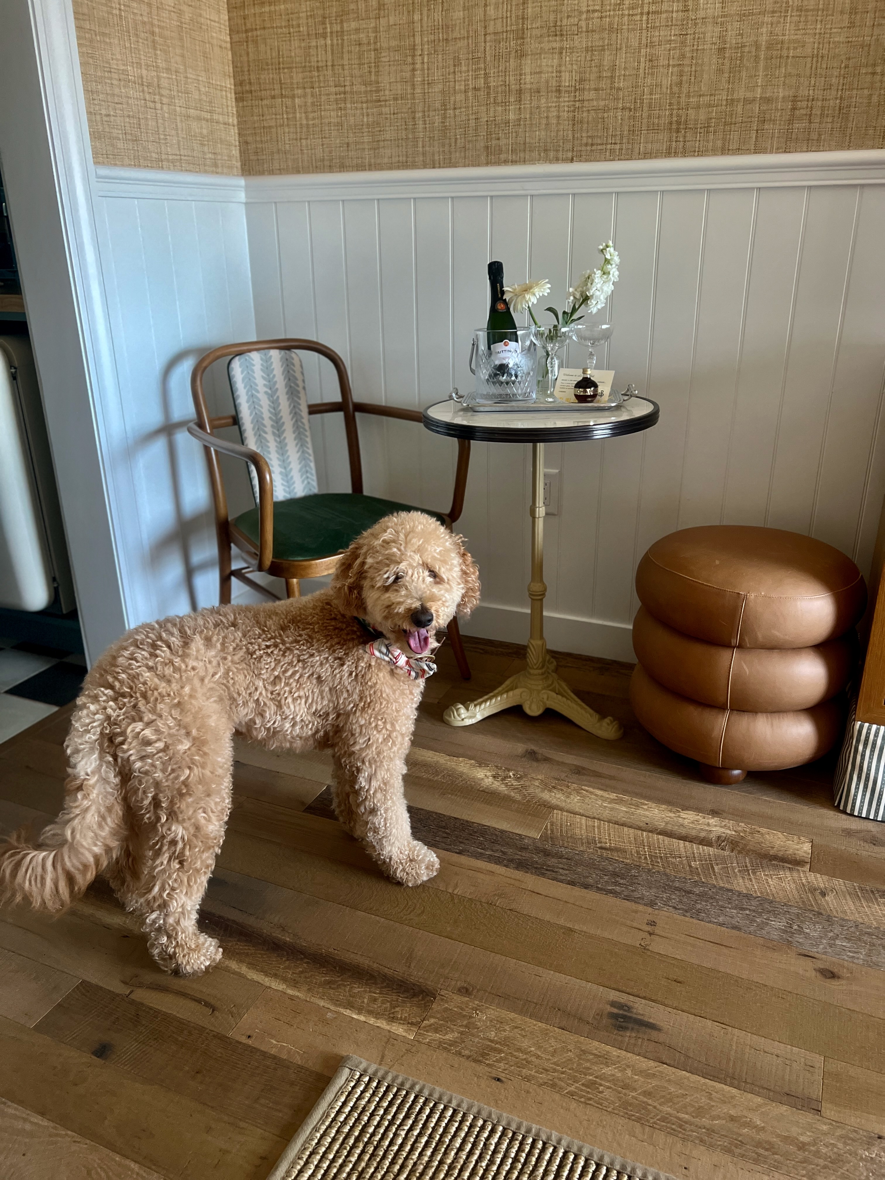 Kai the Goldendoodle standing happily in a stylish room with cocktail table and leather ottoman