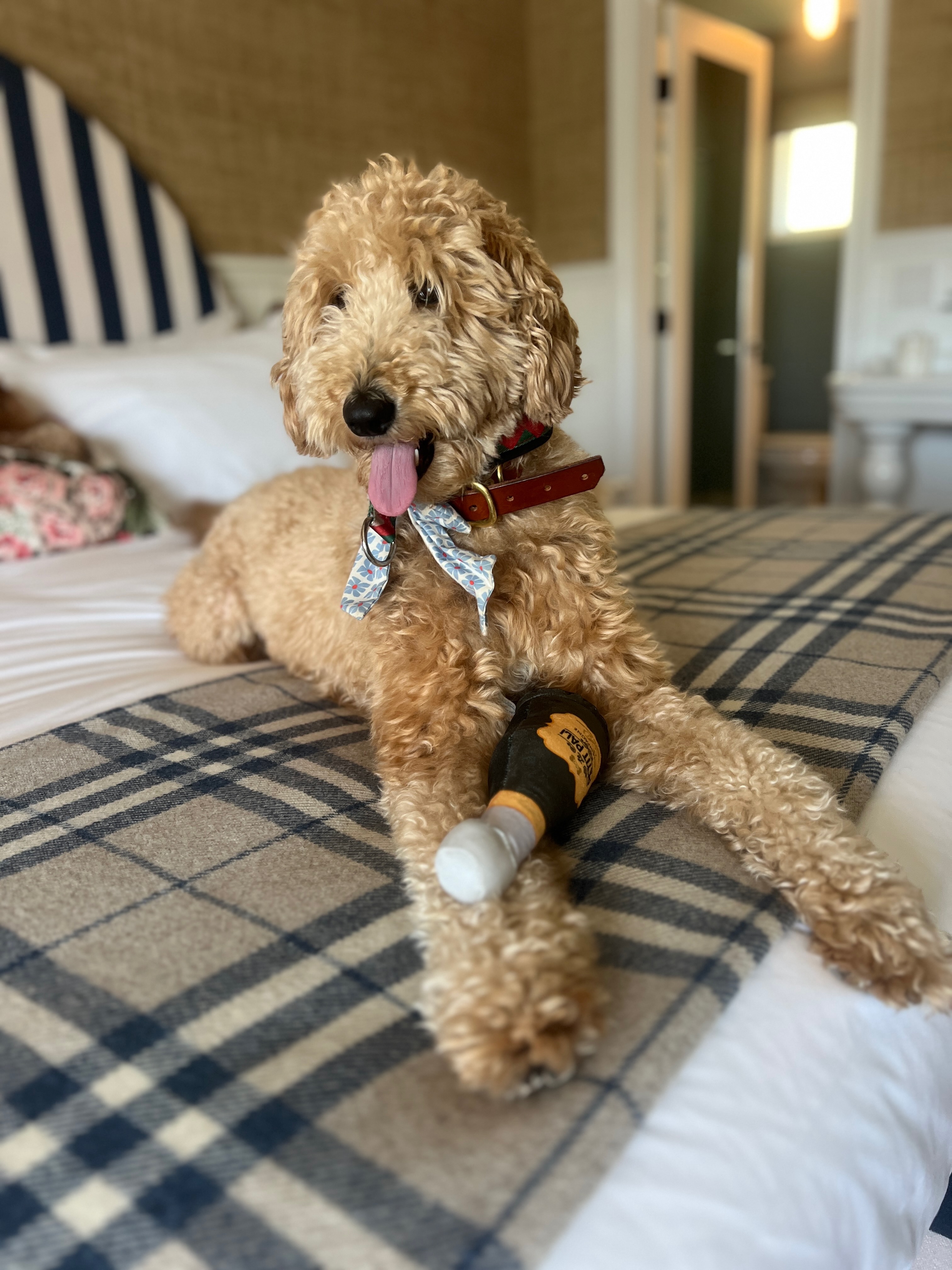 Byrdie the Goldendoodle relaxing comfortably on a bed with a plaid throw and toy