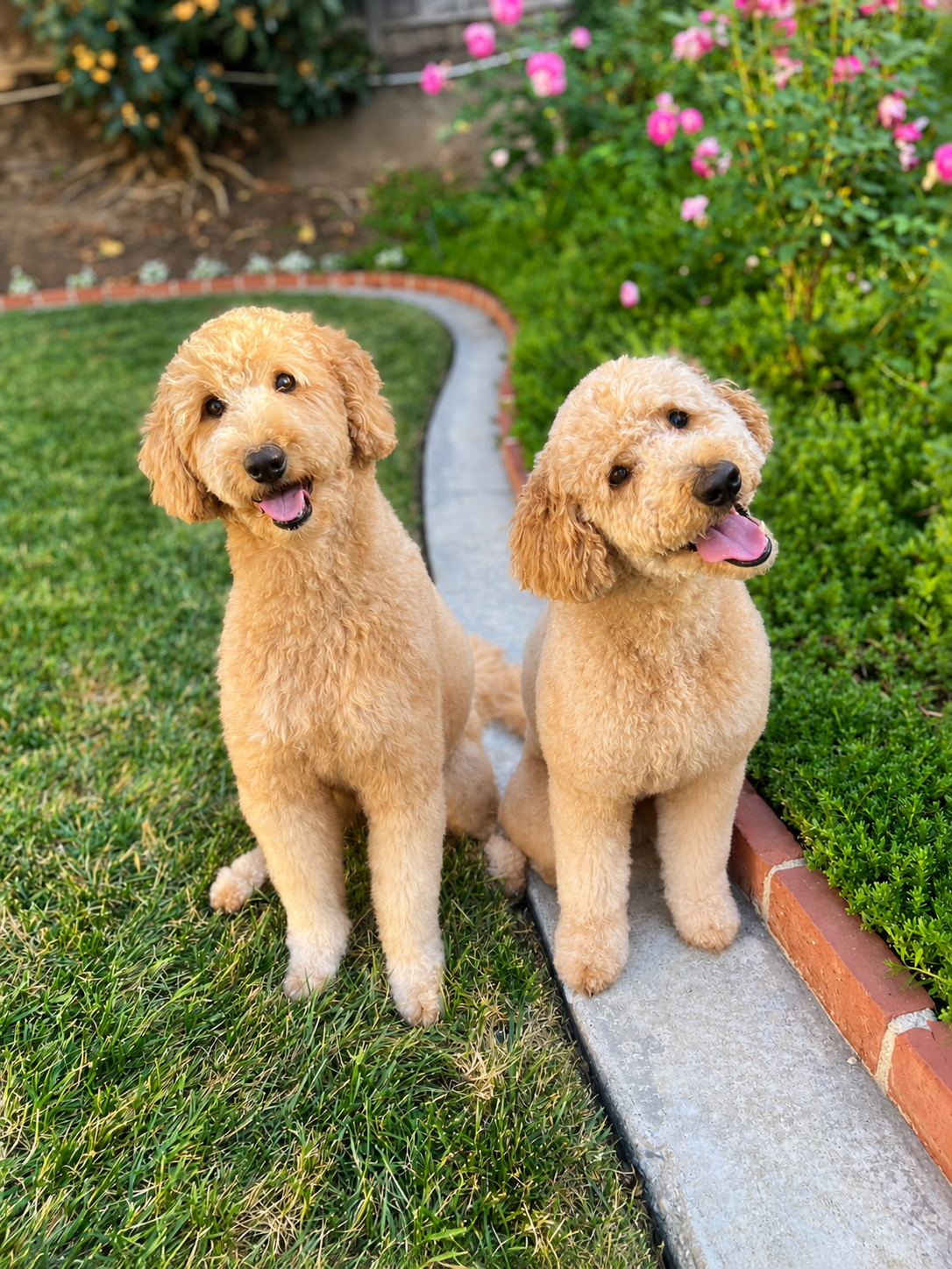 Best Dog Treats: Top 10 Picks for Dog Chews and Treats
