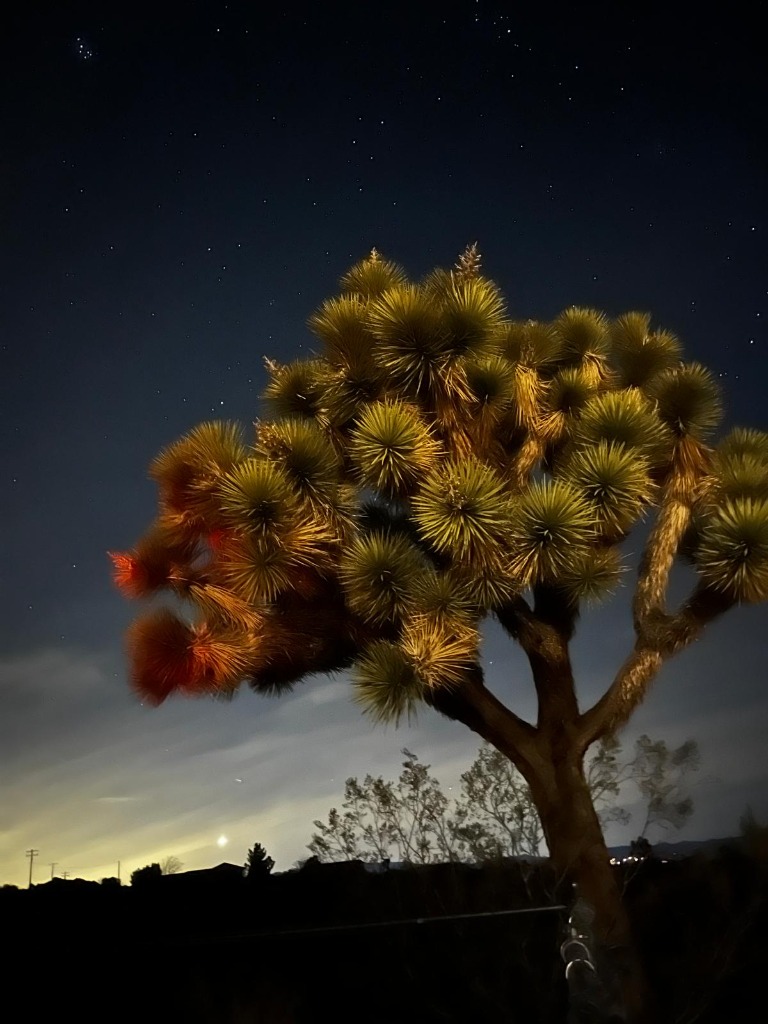 Joshua Tree digital marketing, local SEO and smart website services by Frenchy Web