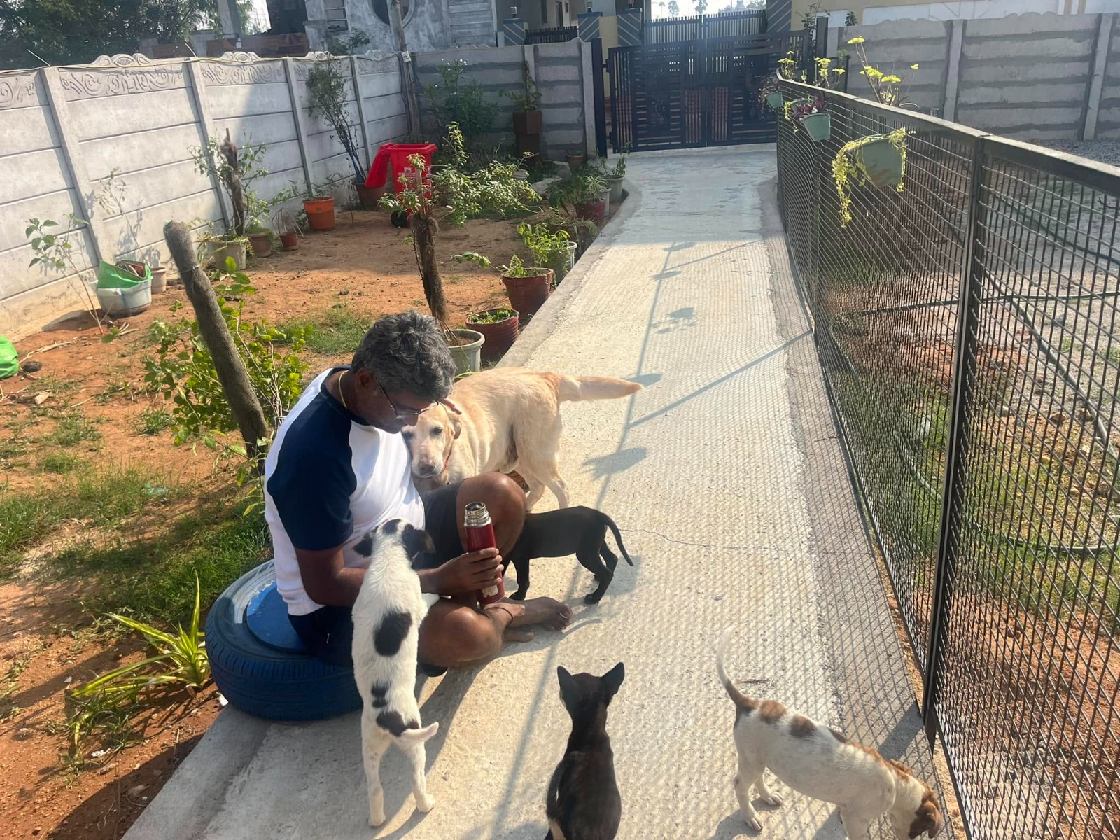 Staff with dogs in the yard