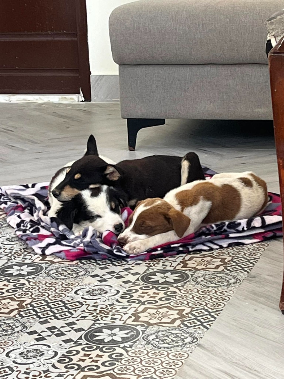 Two puppies resting together