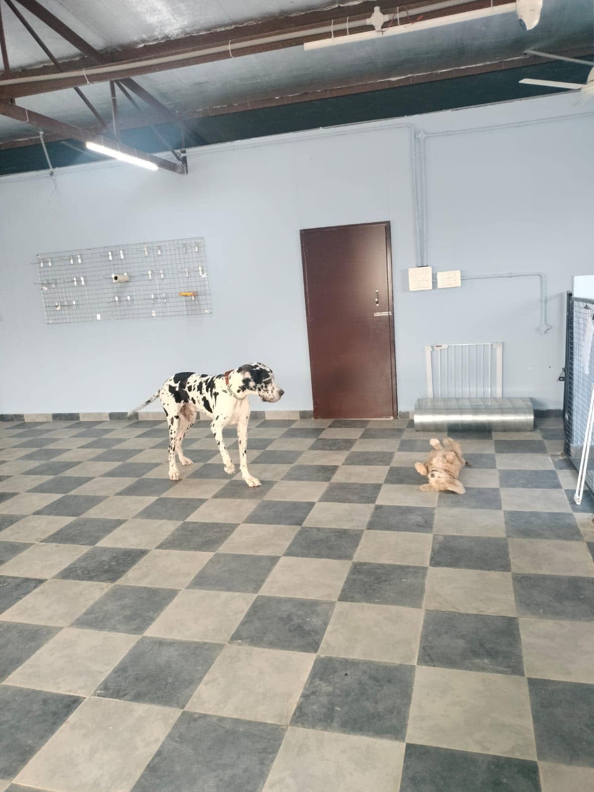 Dogs playing in the indoor play area at Park Your Paws