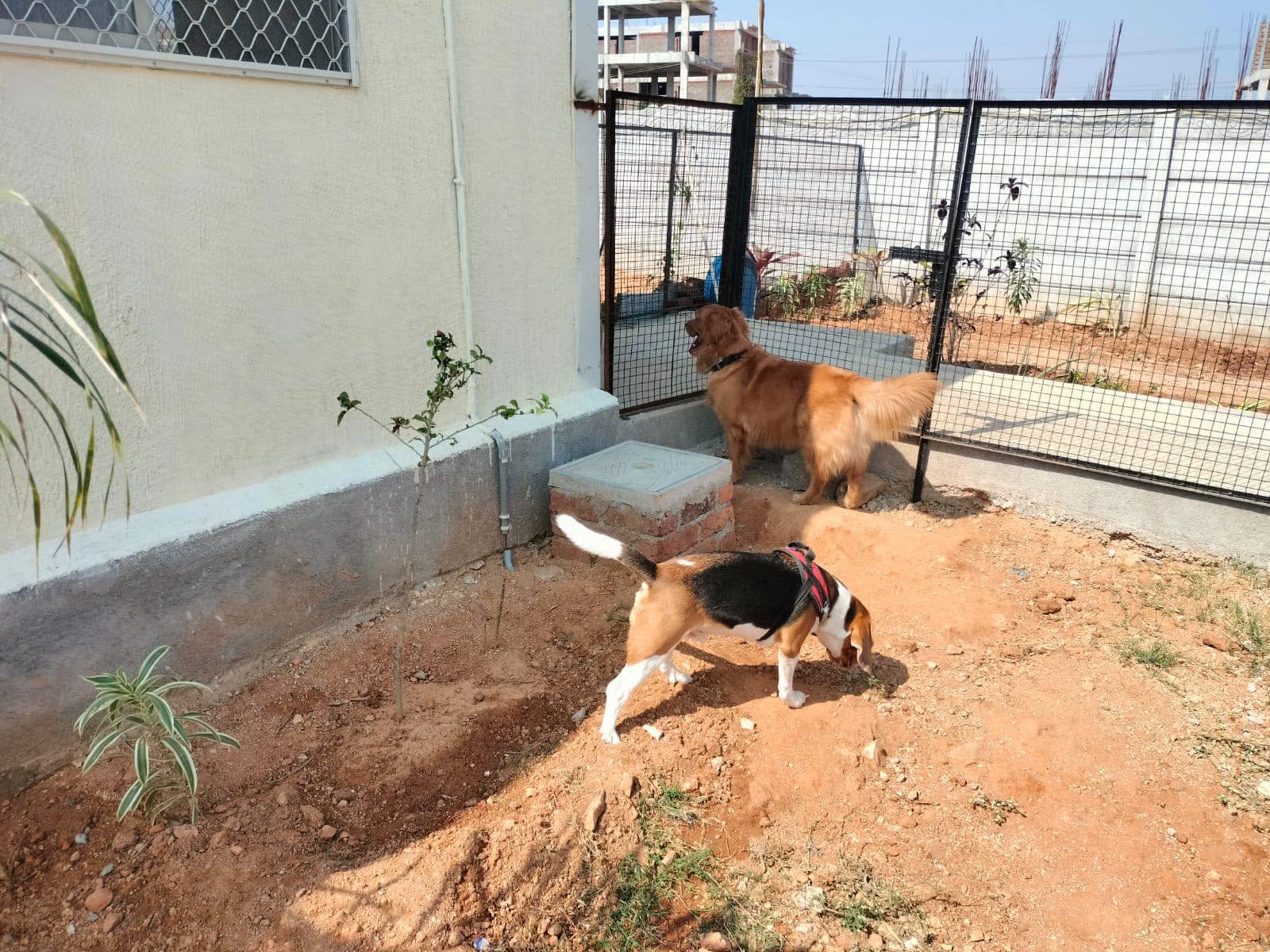 Dogs in the outdoor play area