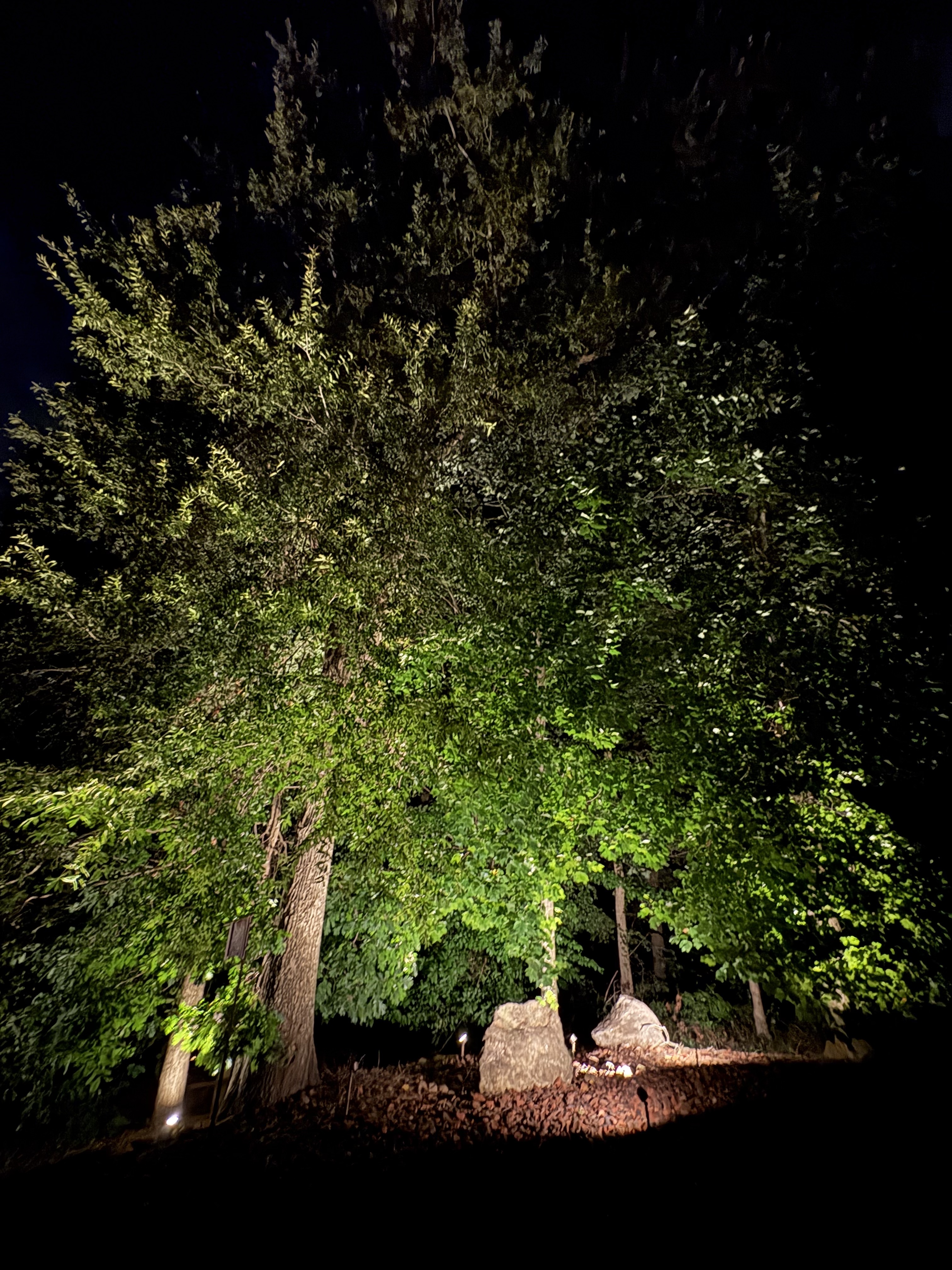 Landscape & Tree Lighting installation by Luminosity Outdoor Lighting in Upstate SC