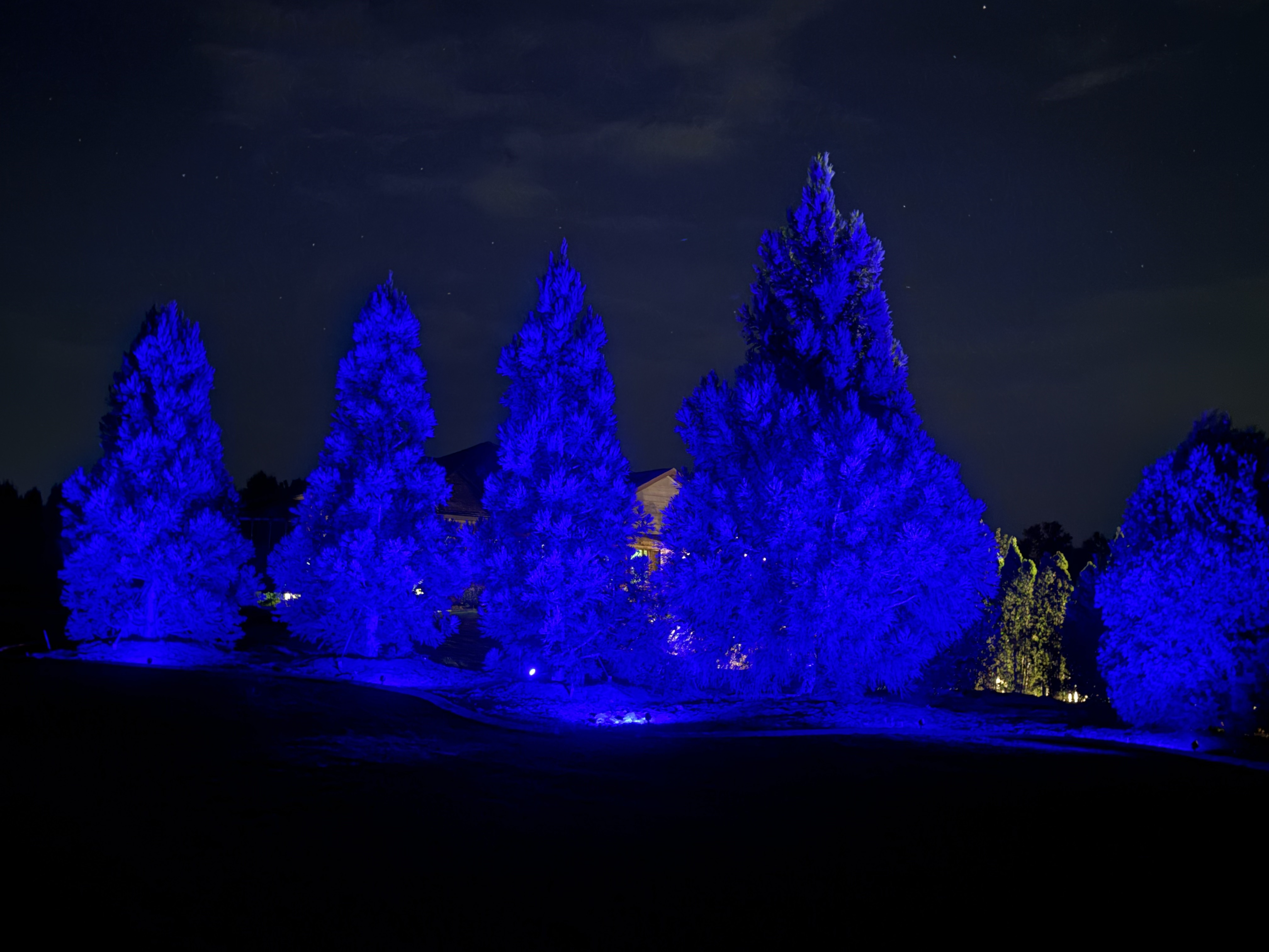 Vibrant sapphire blue RGB smart landscape uplighting on row of mature pine and evergreen trees in Greenville SC