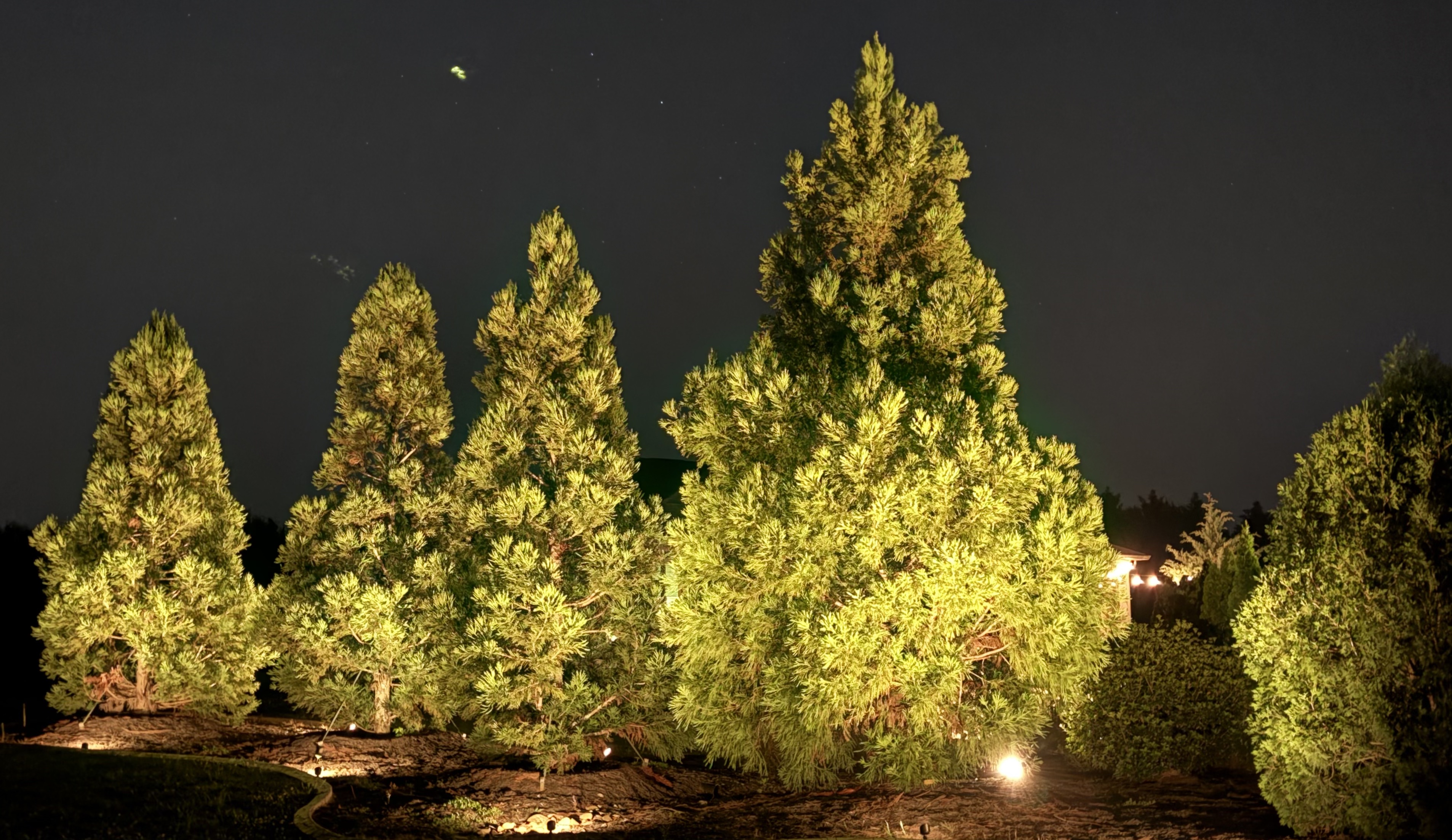 Warm golden low-voltage LED landscape uplighting on mature pine trees and evergreen row in Greenville SC