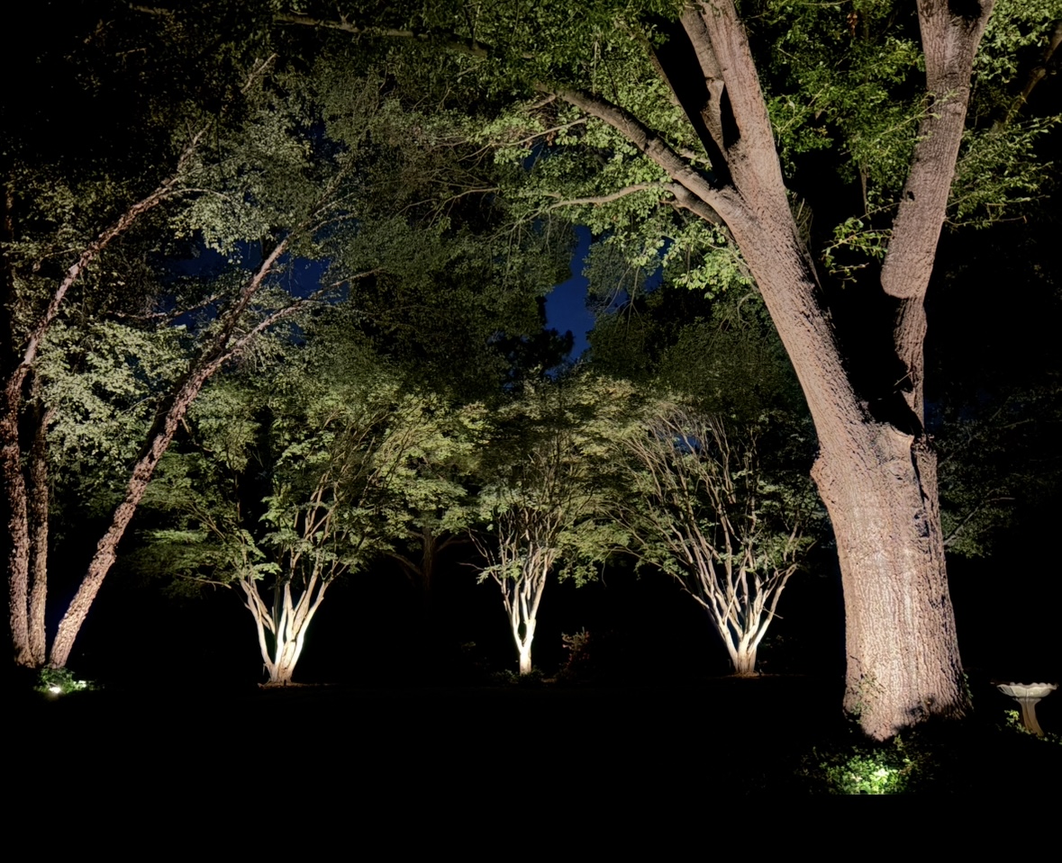 Specimen Japanese maple grove low-voltage uplighting casting delicate branch silhouette in Upstate SC