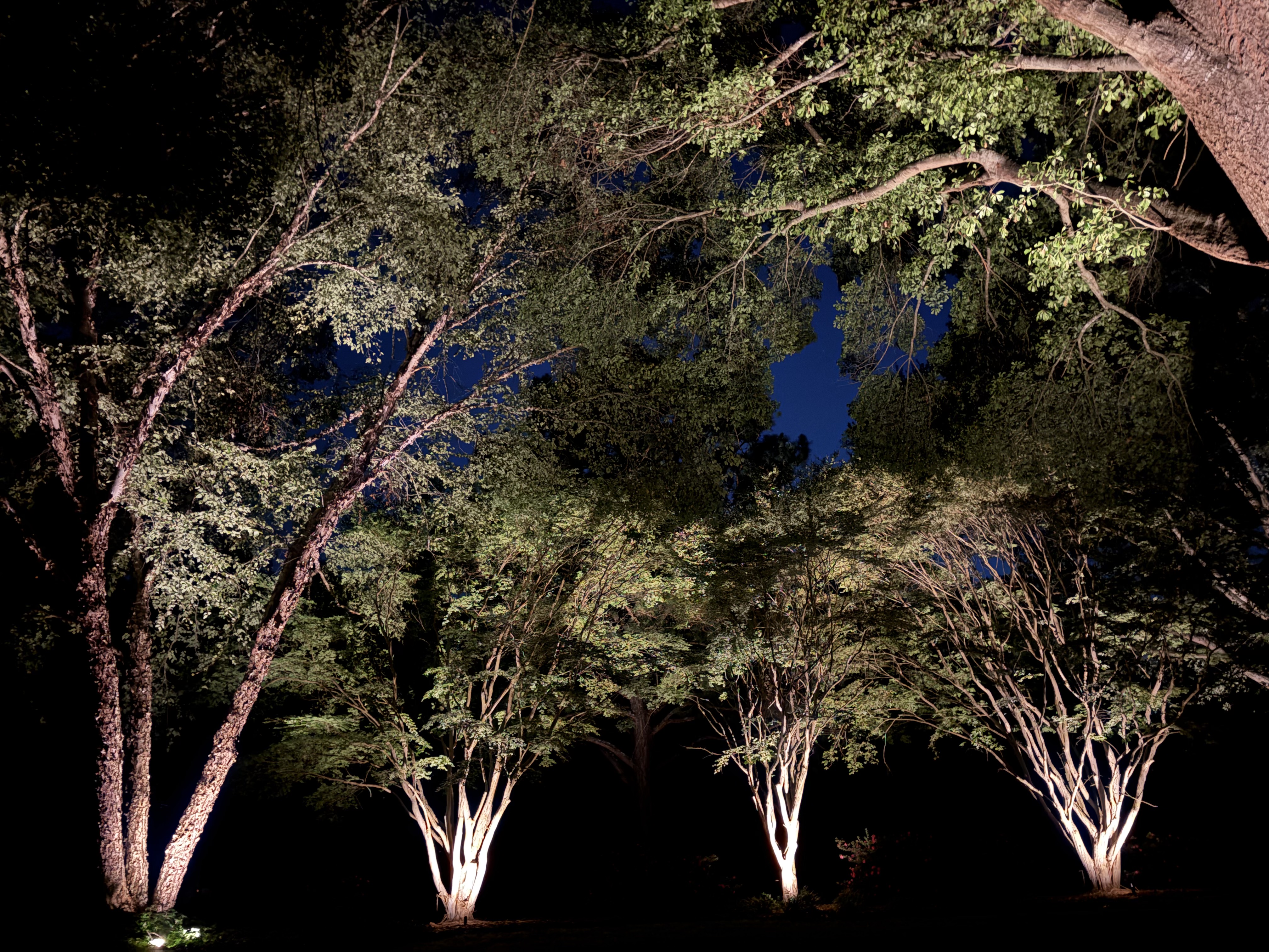 Dramatic hardwood tree canopy uplighting creating illuminated foliage reflection against the evening sky in Upstate SC