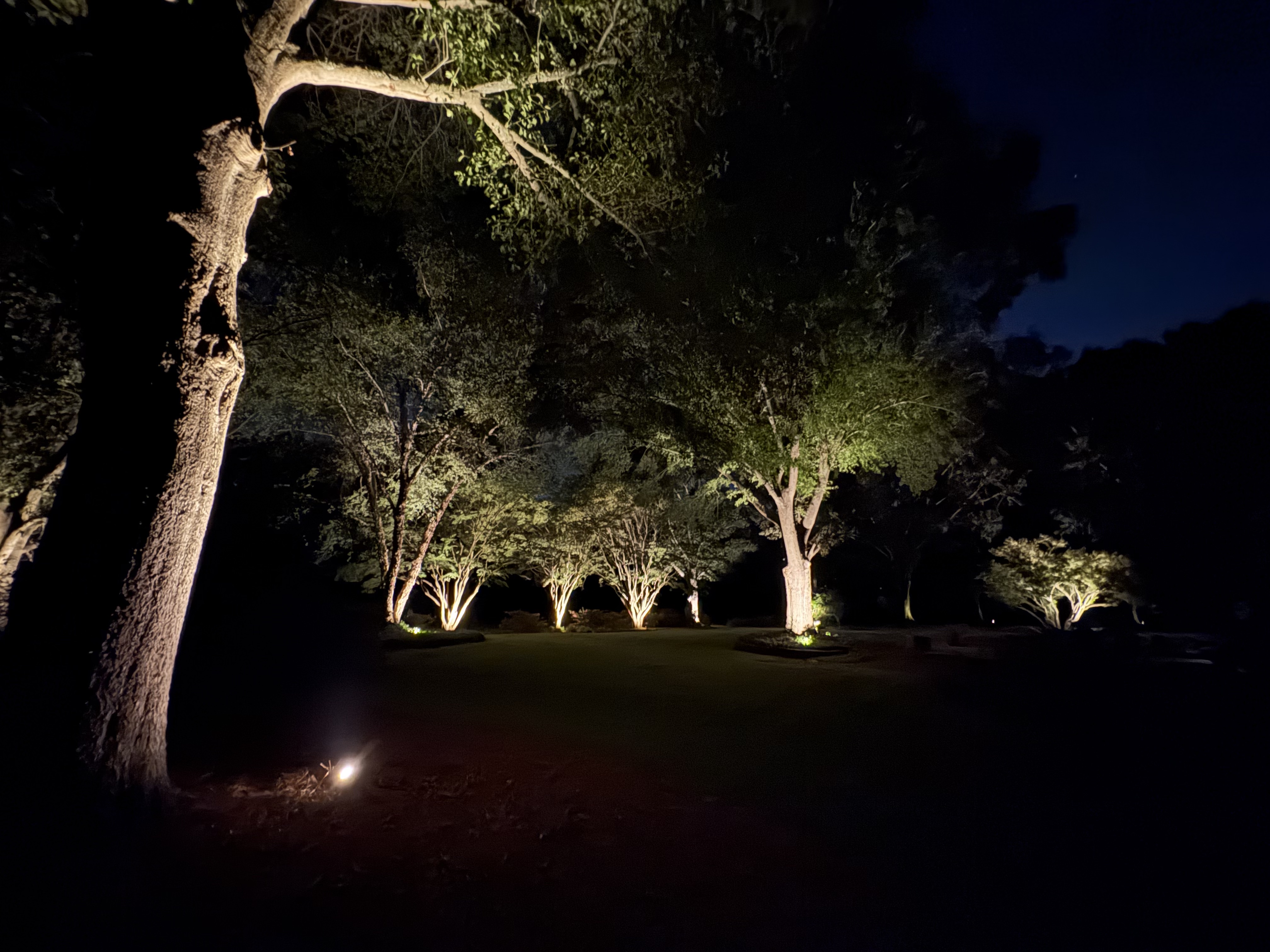 Estate lawn perimeter tree row uplighting illuminating mature tree trunks and branch structures in Greenville SC
