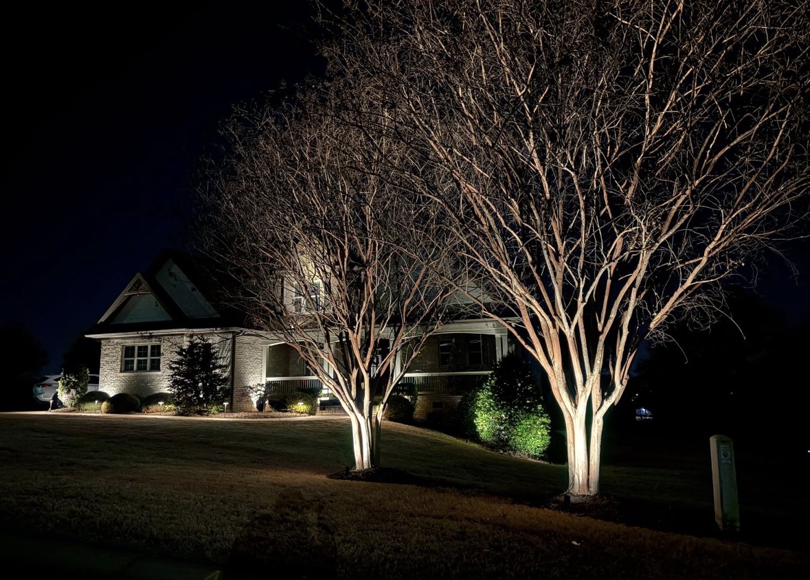 Specimen tree canopy landscape uplighting illuminating branching structures against the night sky in Greenville SC