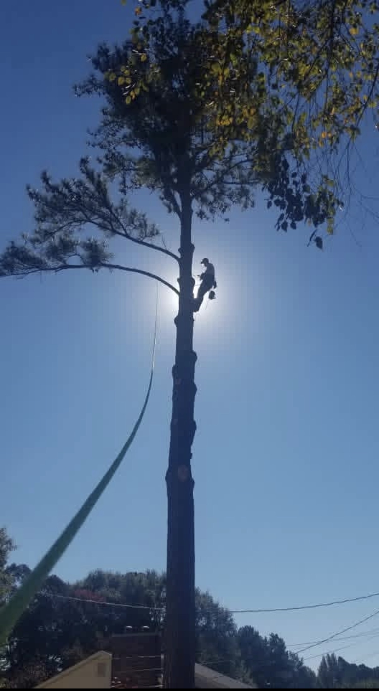 Climber silhouetted high atop a tall pine trunk cutting it down in sections
