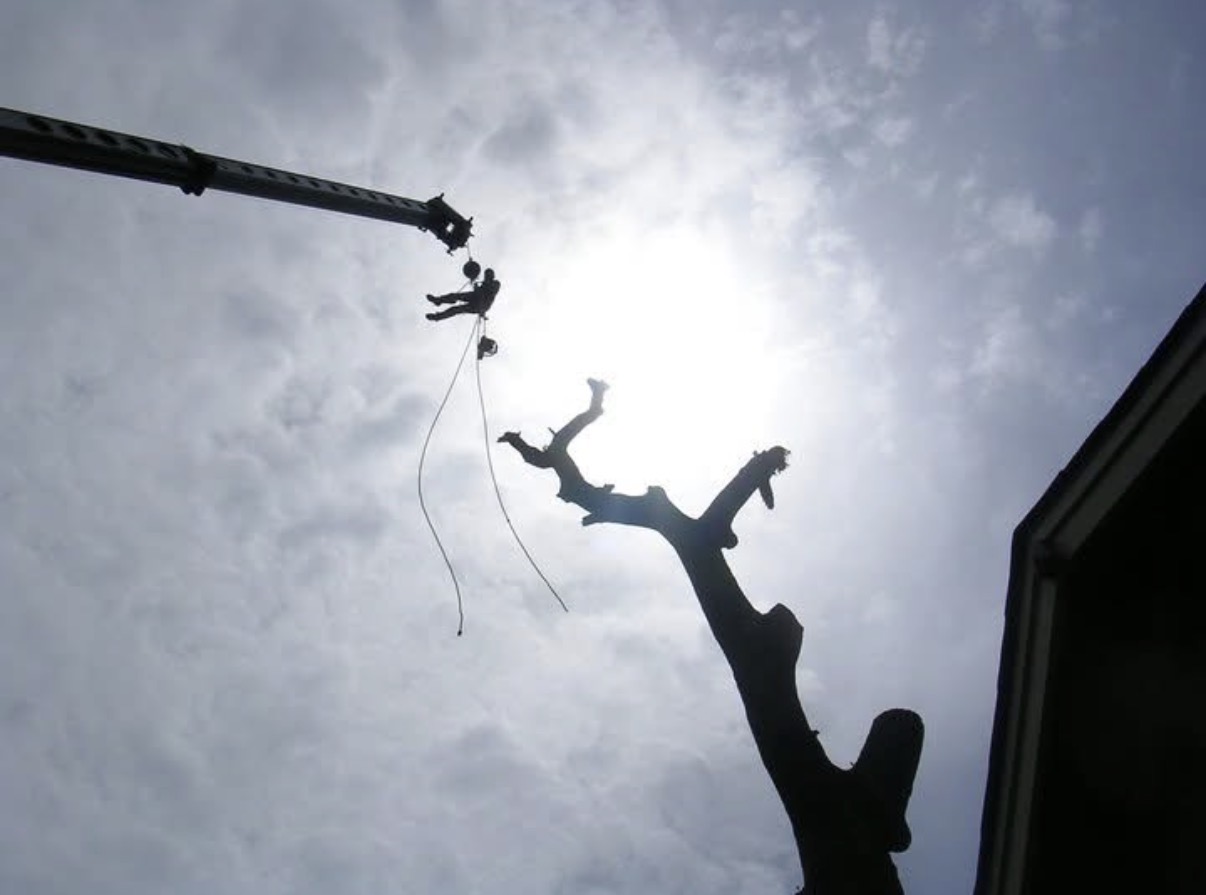 Shackleford Tree Service climber being lowered by crane to cut down a tall dead tree beside a house
