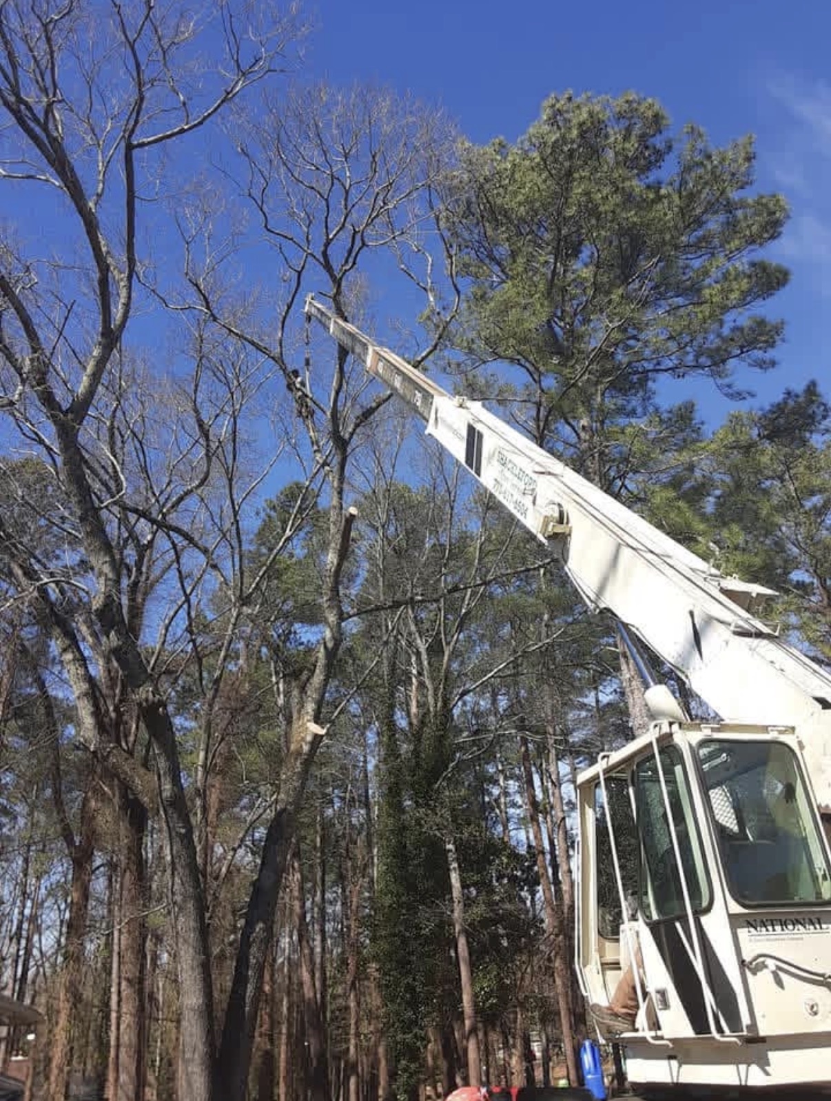 Shackleford Tree Service crane extended high into trees with company name and phone number on boom