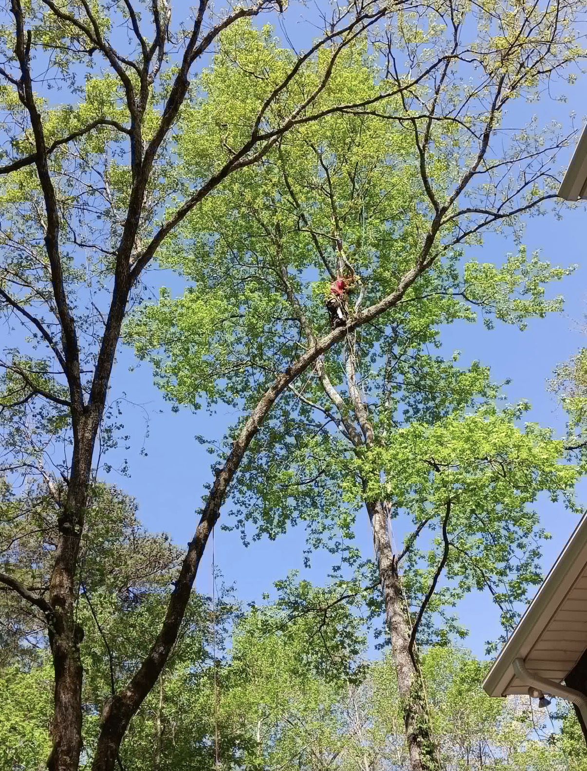 Shackleford Tree Service climber high in tree canopy pruning branches over a home