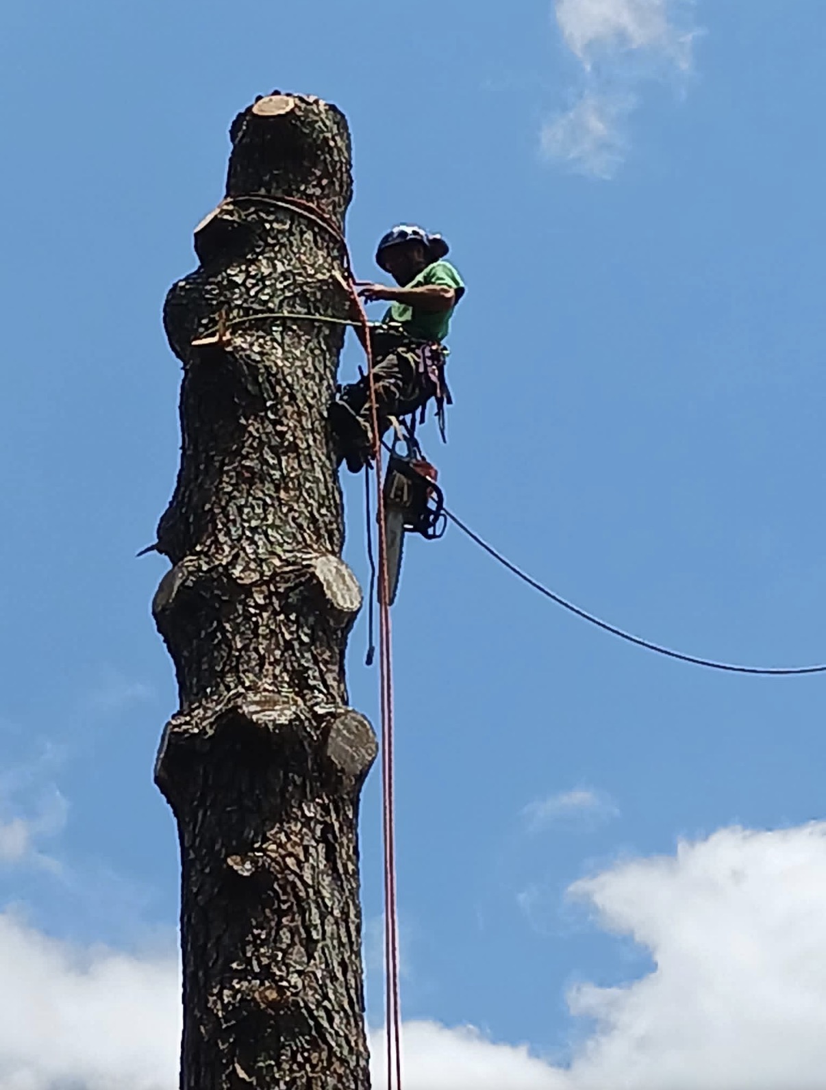 Shackleford Tree Service arborist high in a tree trunk cutting sections during tree removal