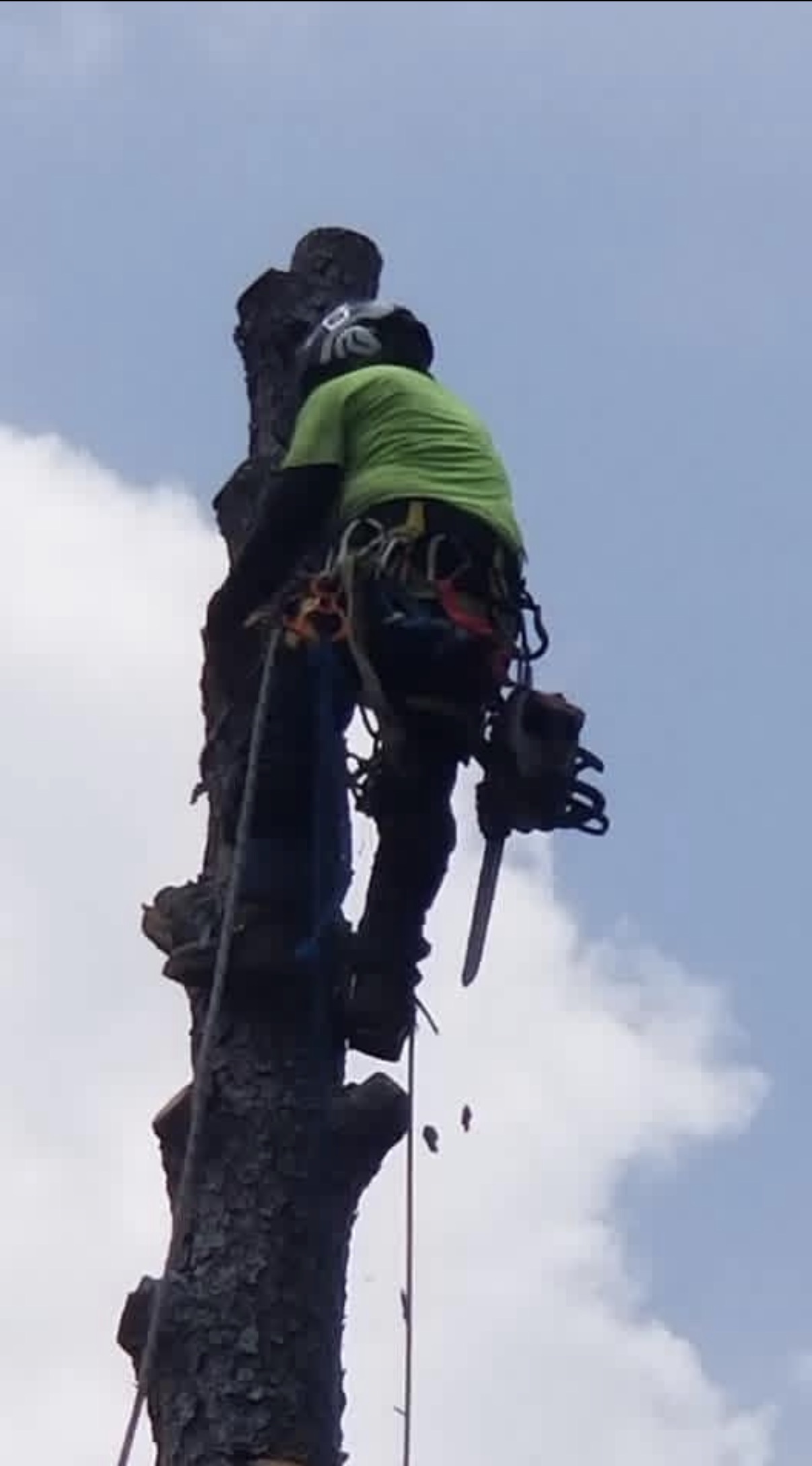 Climber in safety gear cutting sections at the top of a tree trunk during a removal in Austell GA