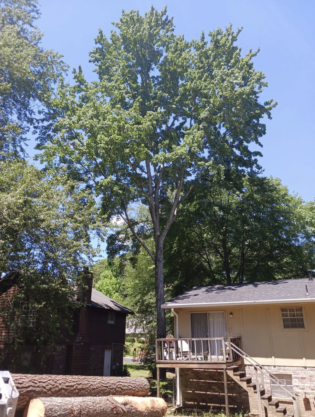 Freshly pruned mature tree with full healthy canopy standing next to a house